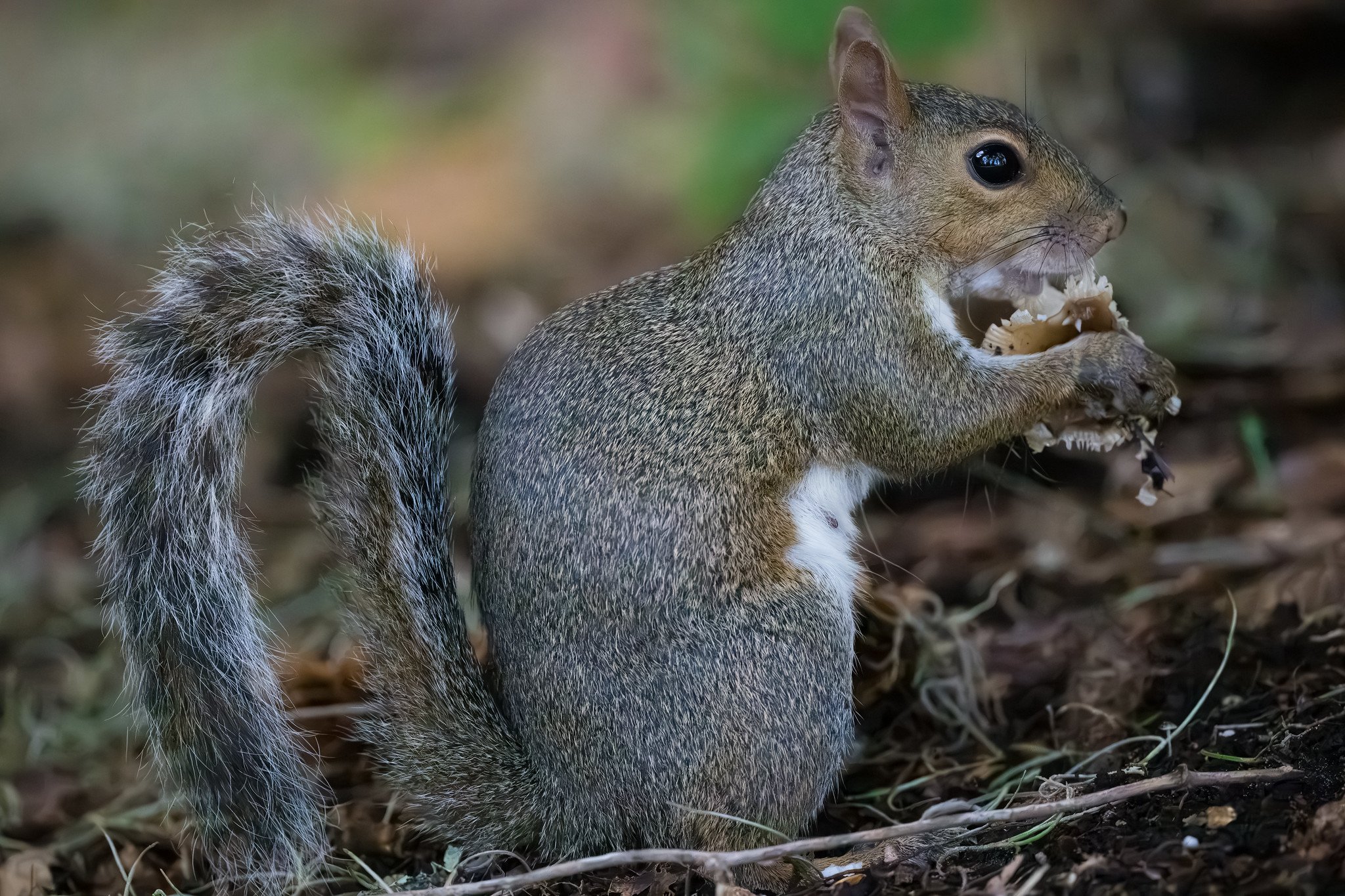 Eastern Gray Squirrel