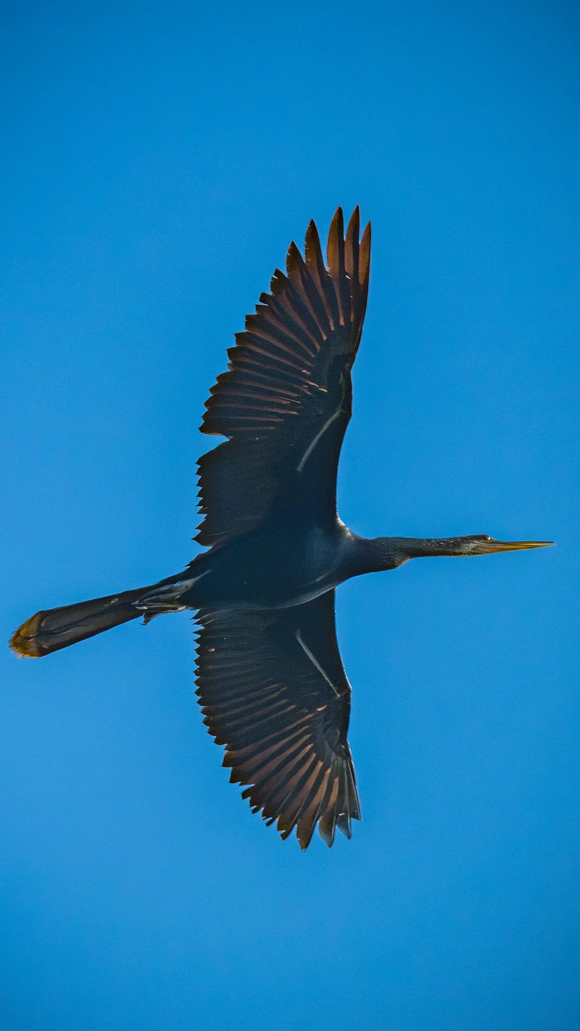 Anhinga