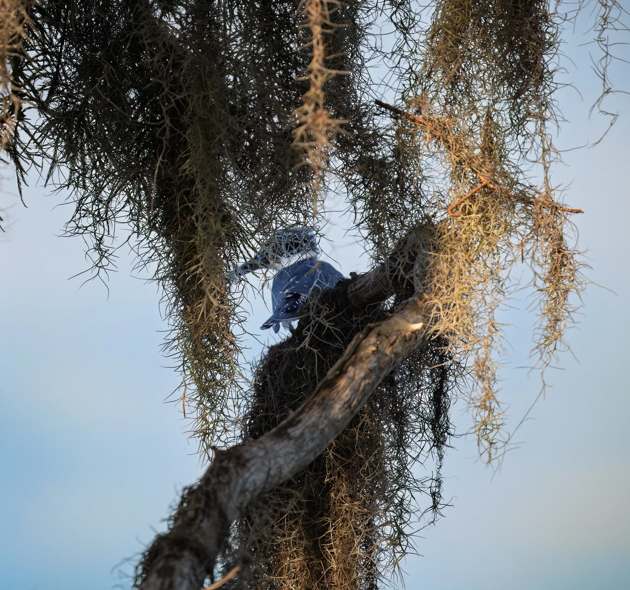 Belted Kingfisher