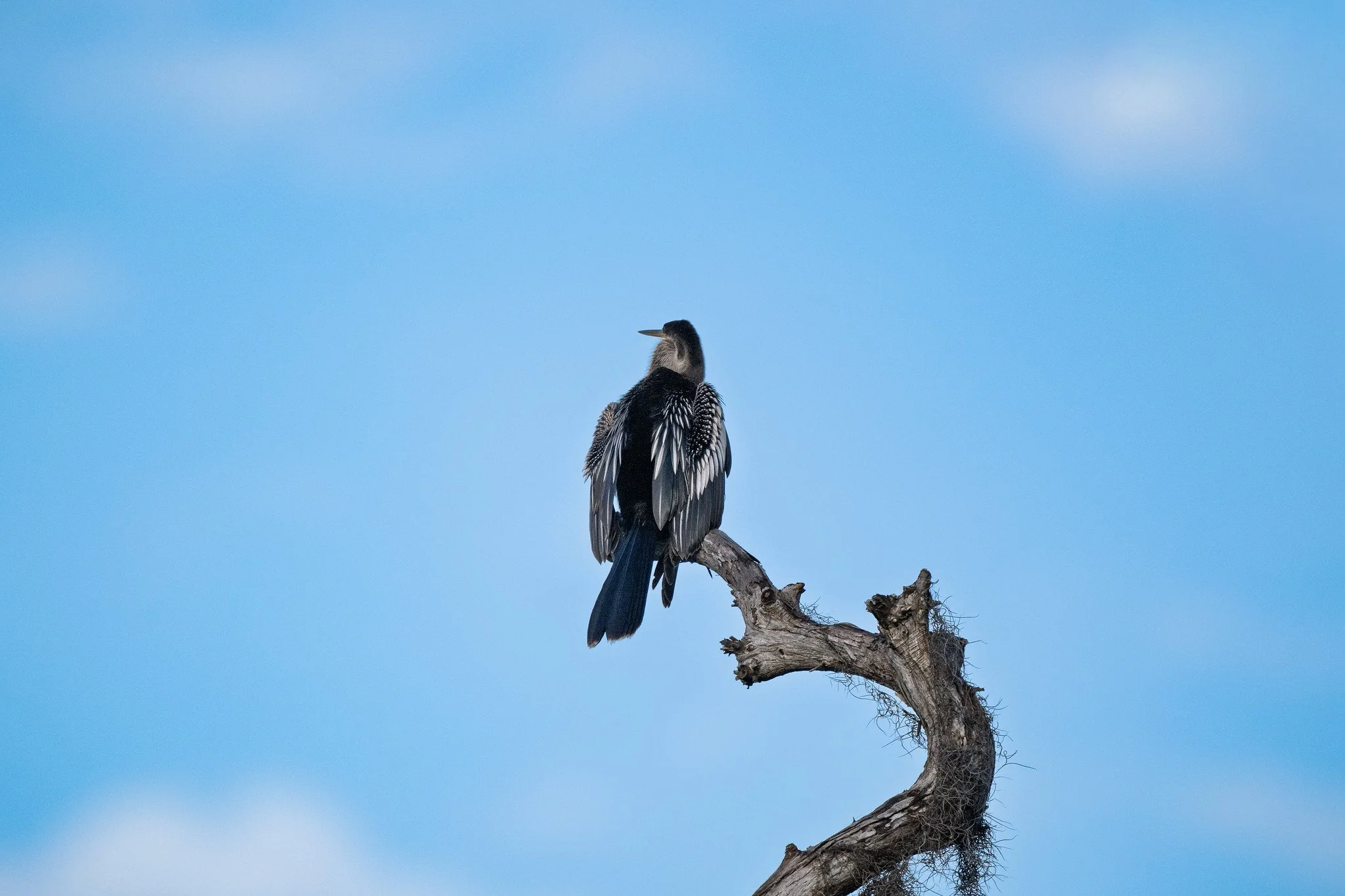 Anhinga