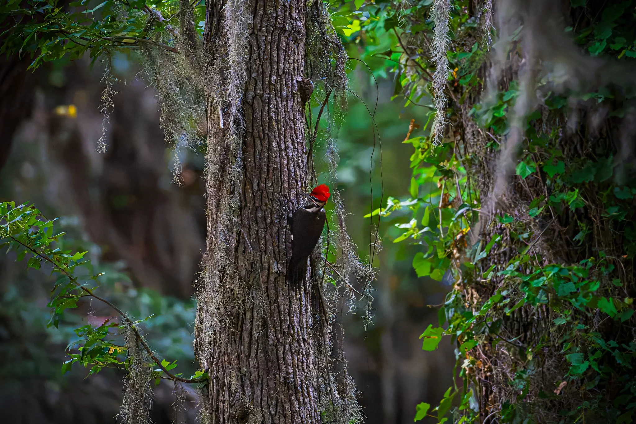 Pileated Woodpecker
