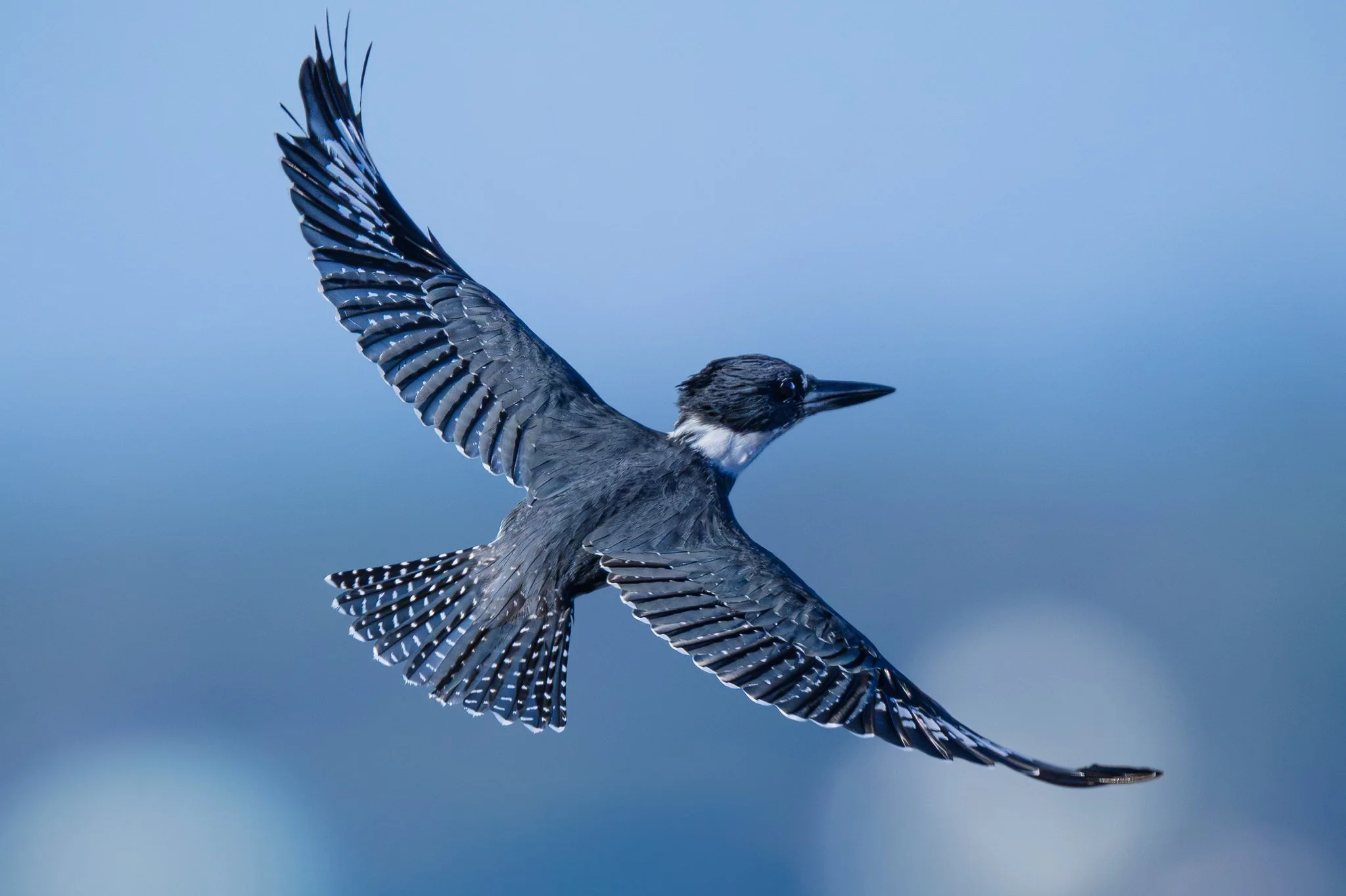 Belted Kingfisher