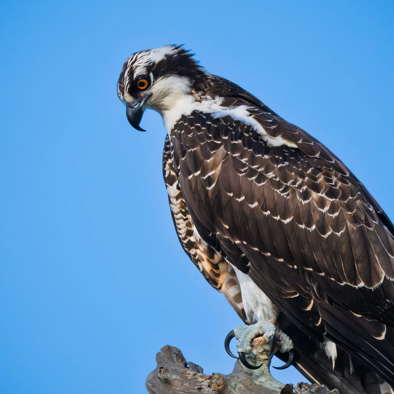 American Osprey