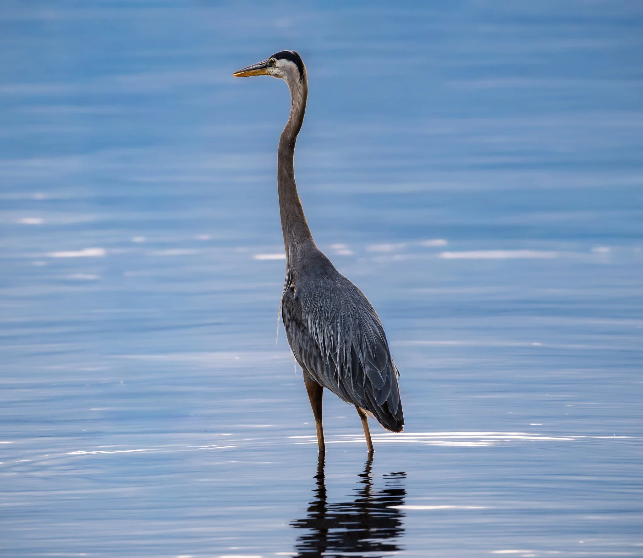 Great Blue Heron