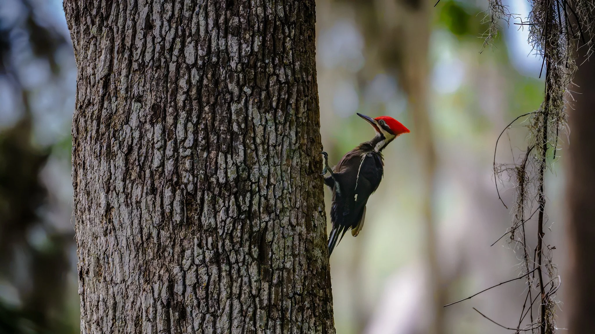 Pileated Woodpecker