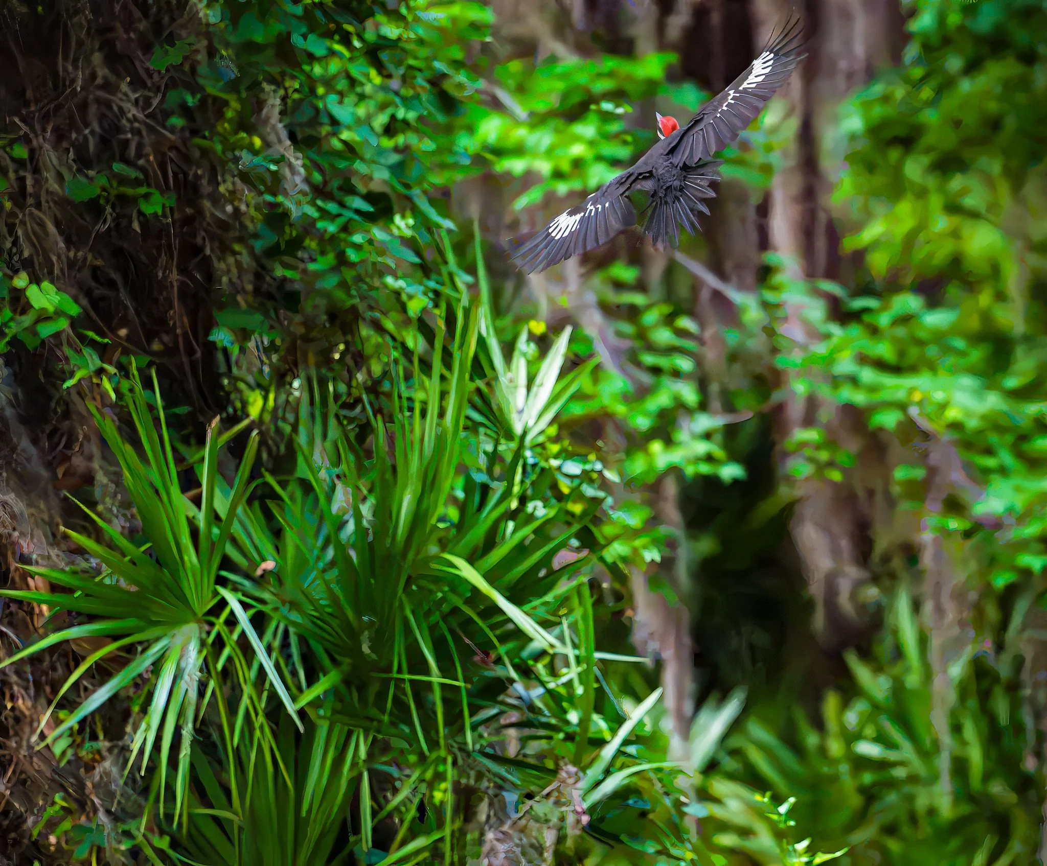 Pileated Woodpecker