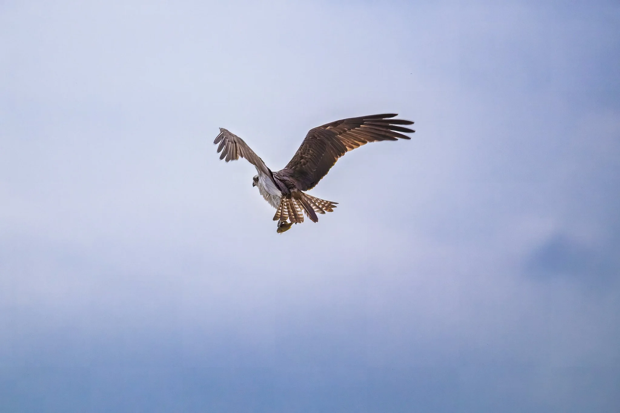 American Osprey