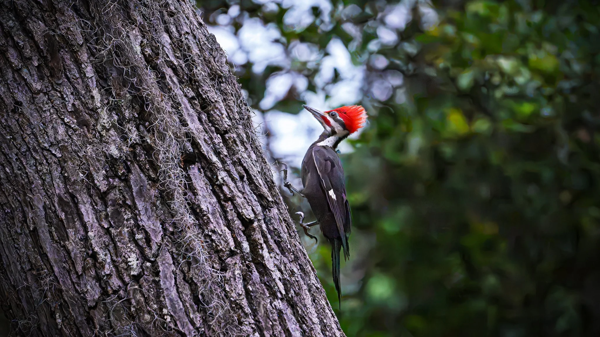 Pileated Woodpecker