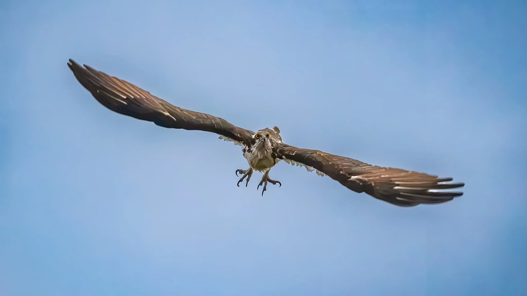 American Osprey