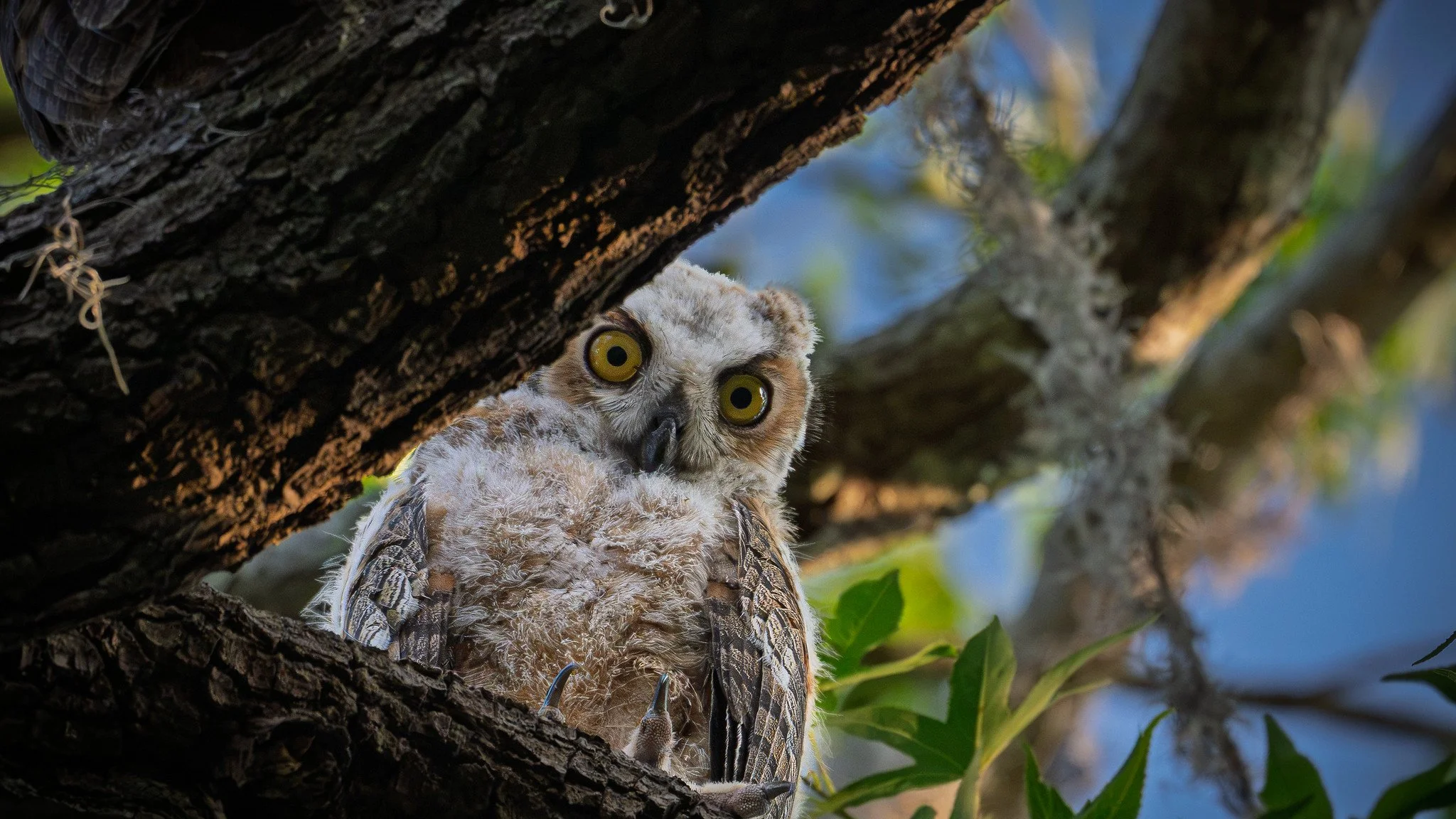 Great Horned Owl