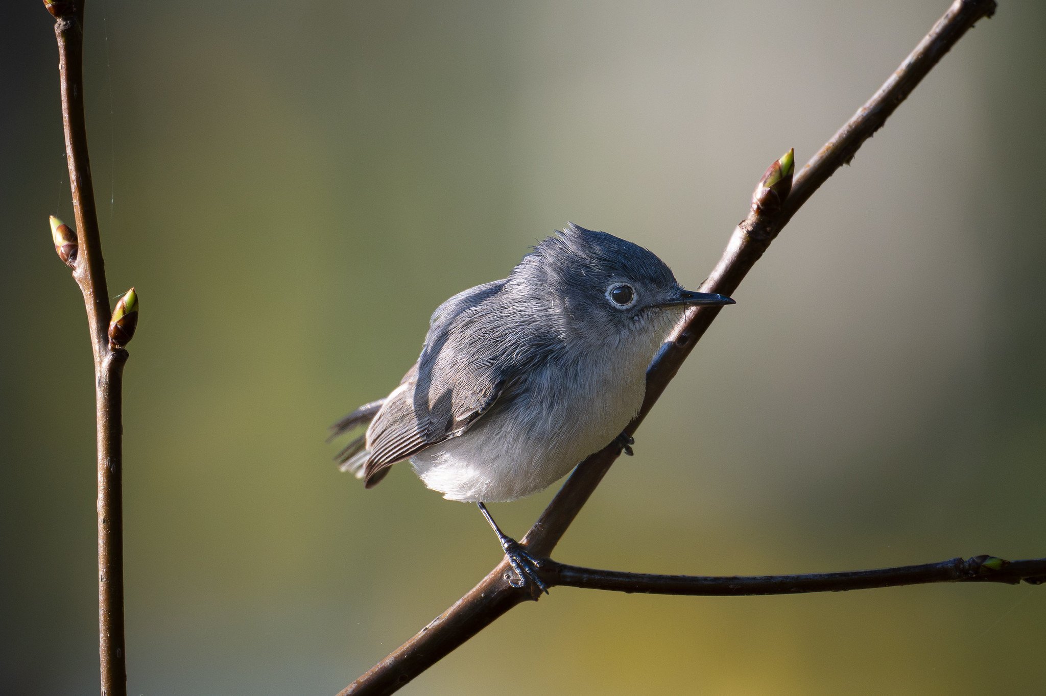 Blue-gray gnatcatcher