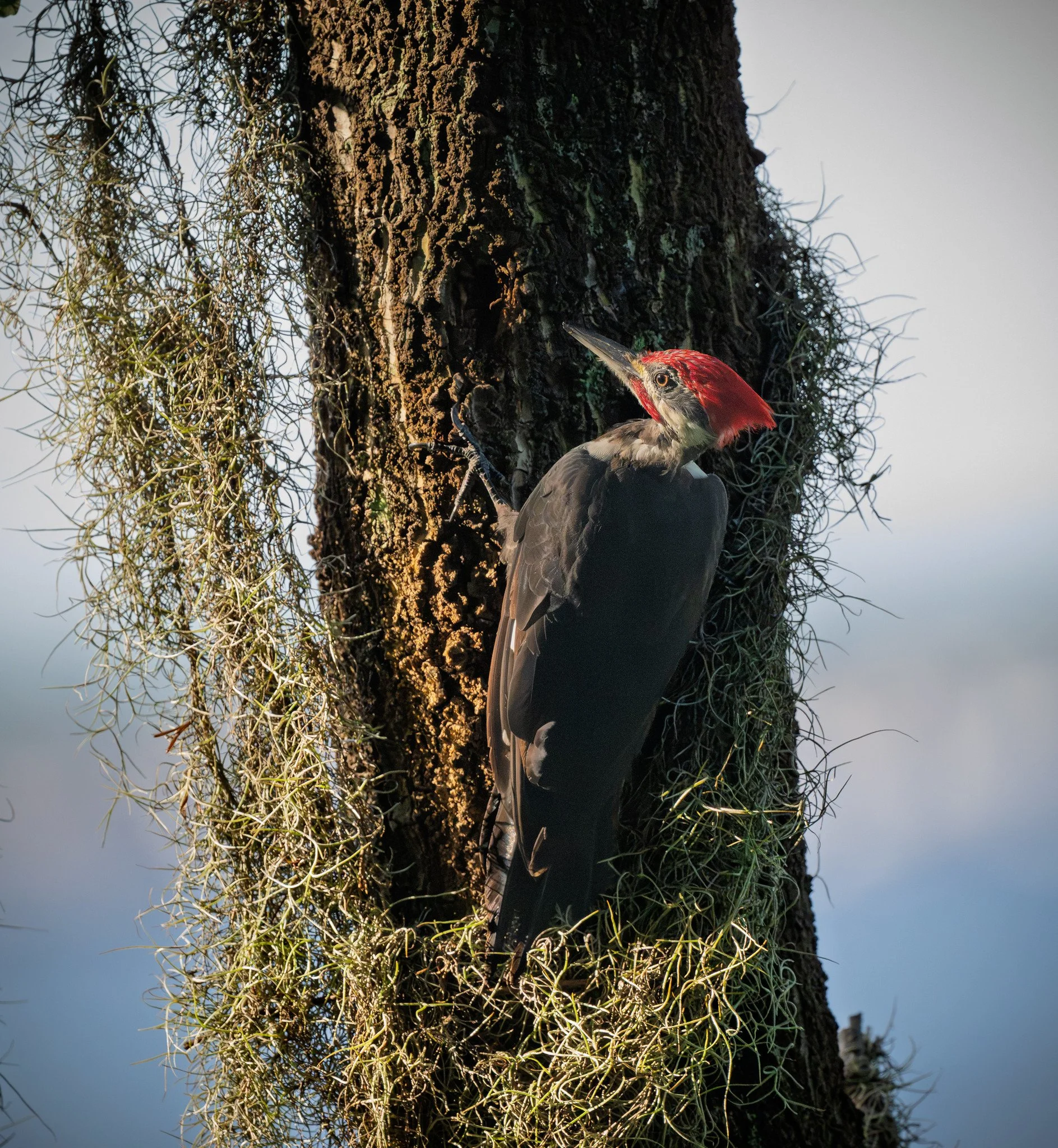 Pileated woodpecker