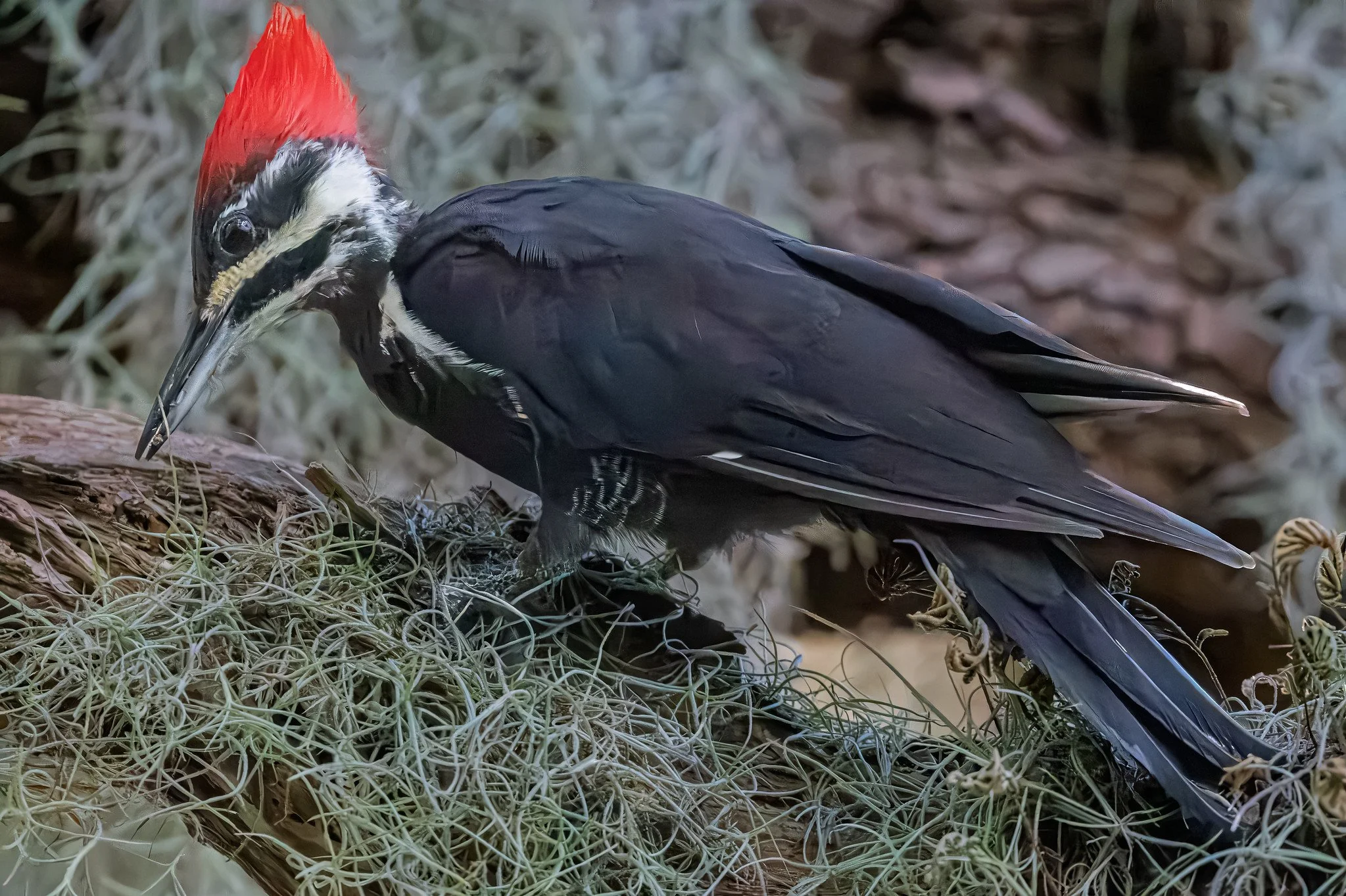 Pileated woodpecker
