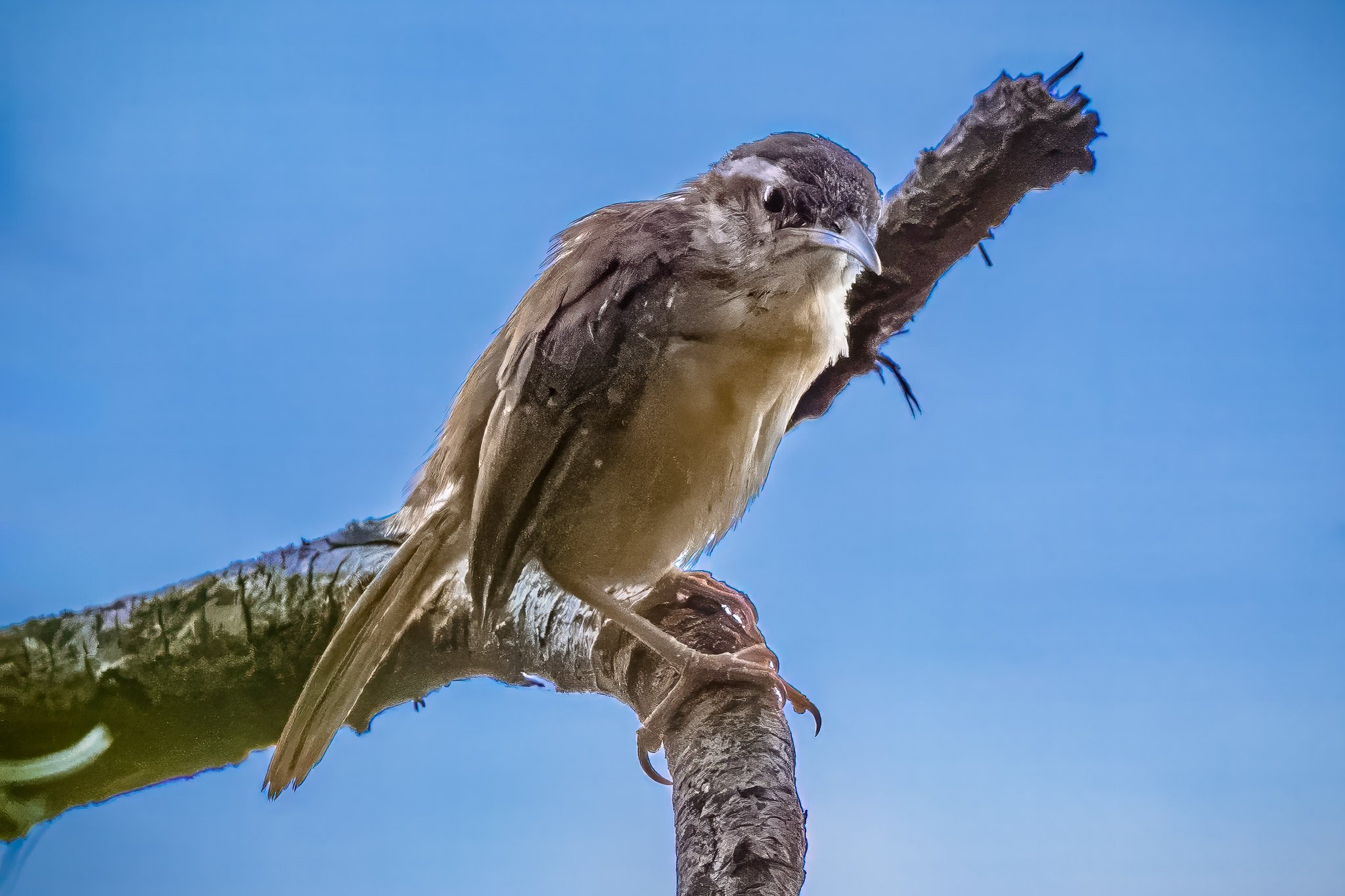 Carolina Wren
