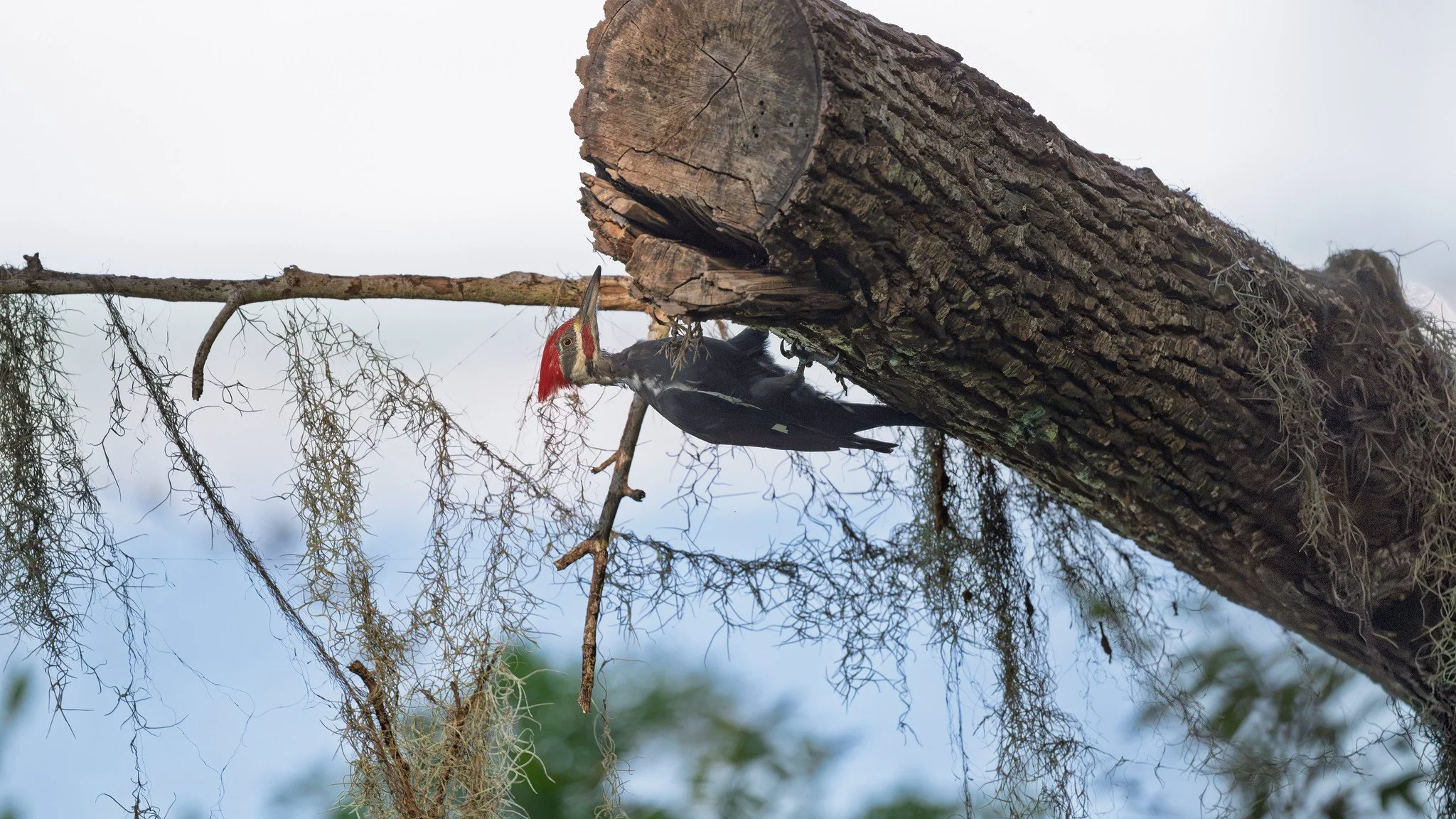 Pileated woodpecker