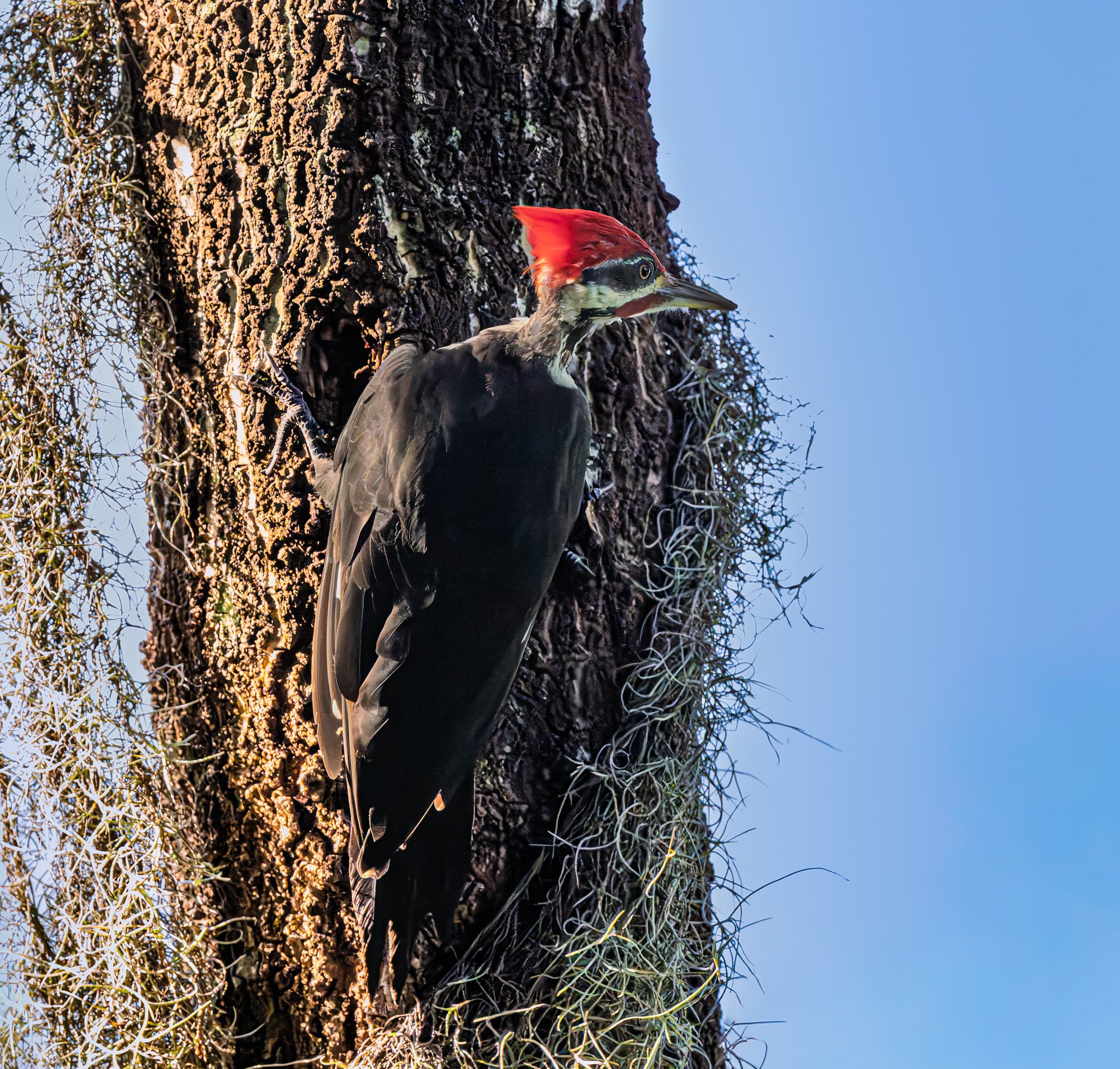 Pileated woodpecker