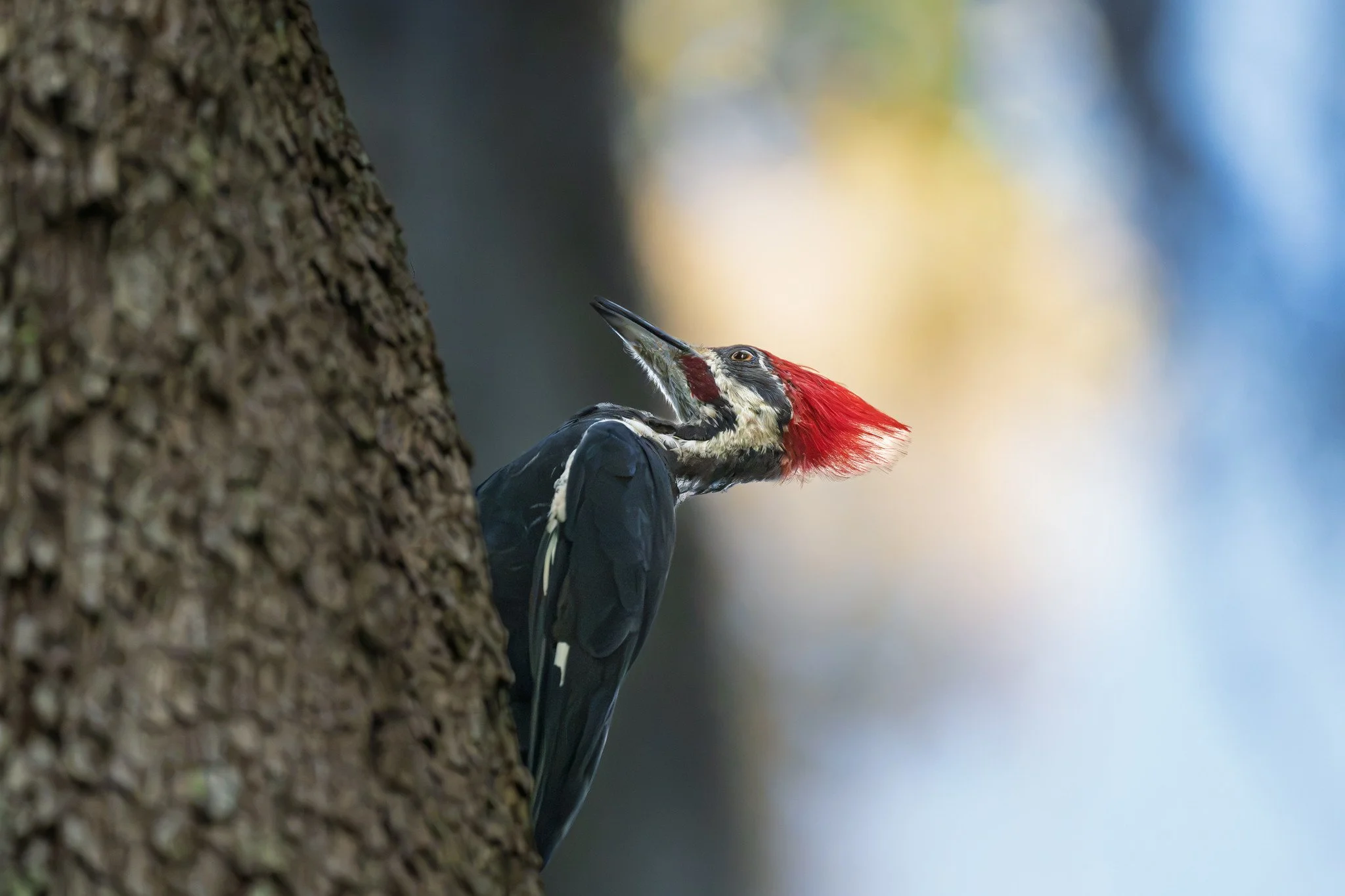 Pileated woodpecker