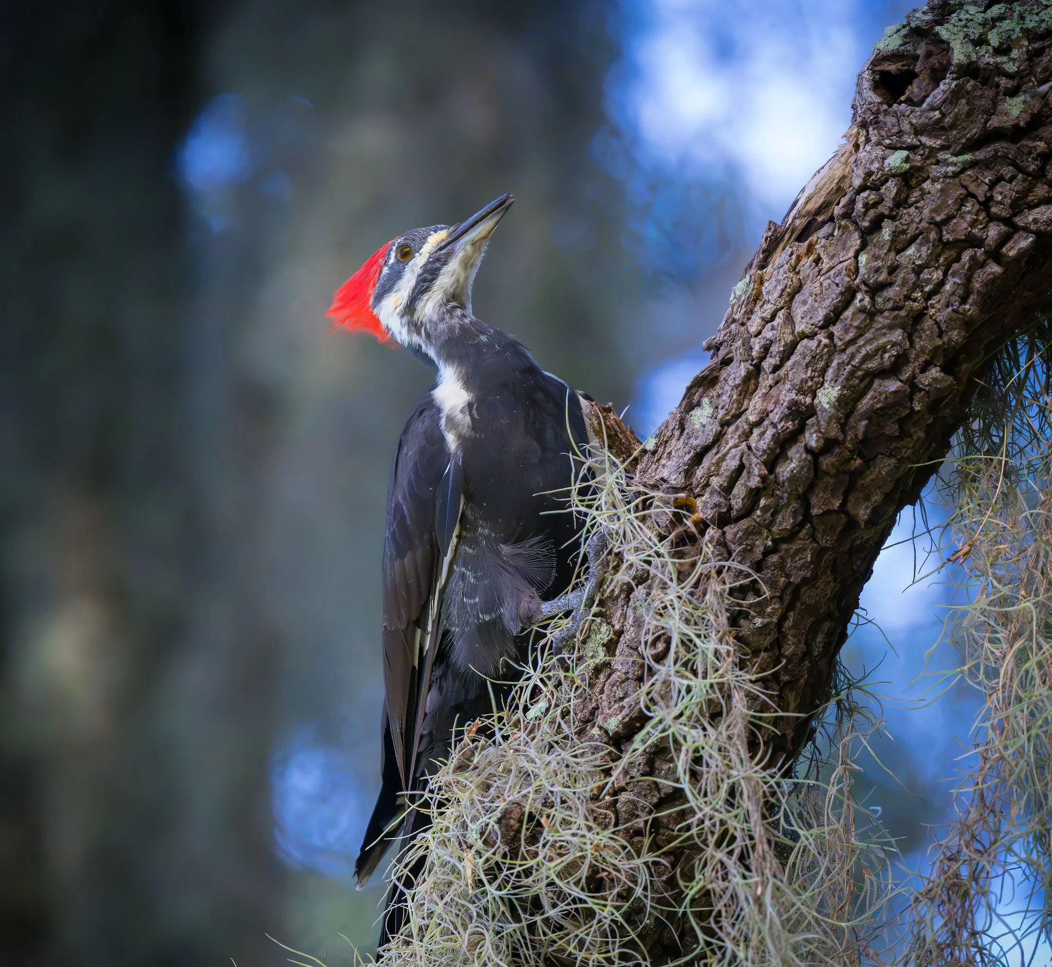 Pileated woodpecker