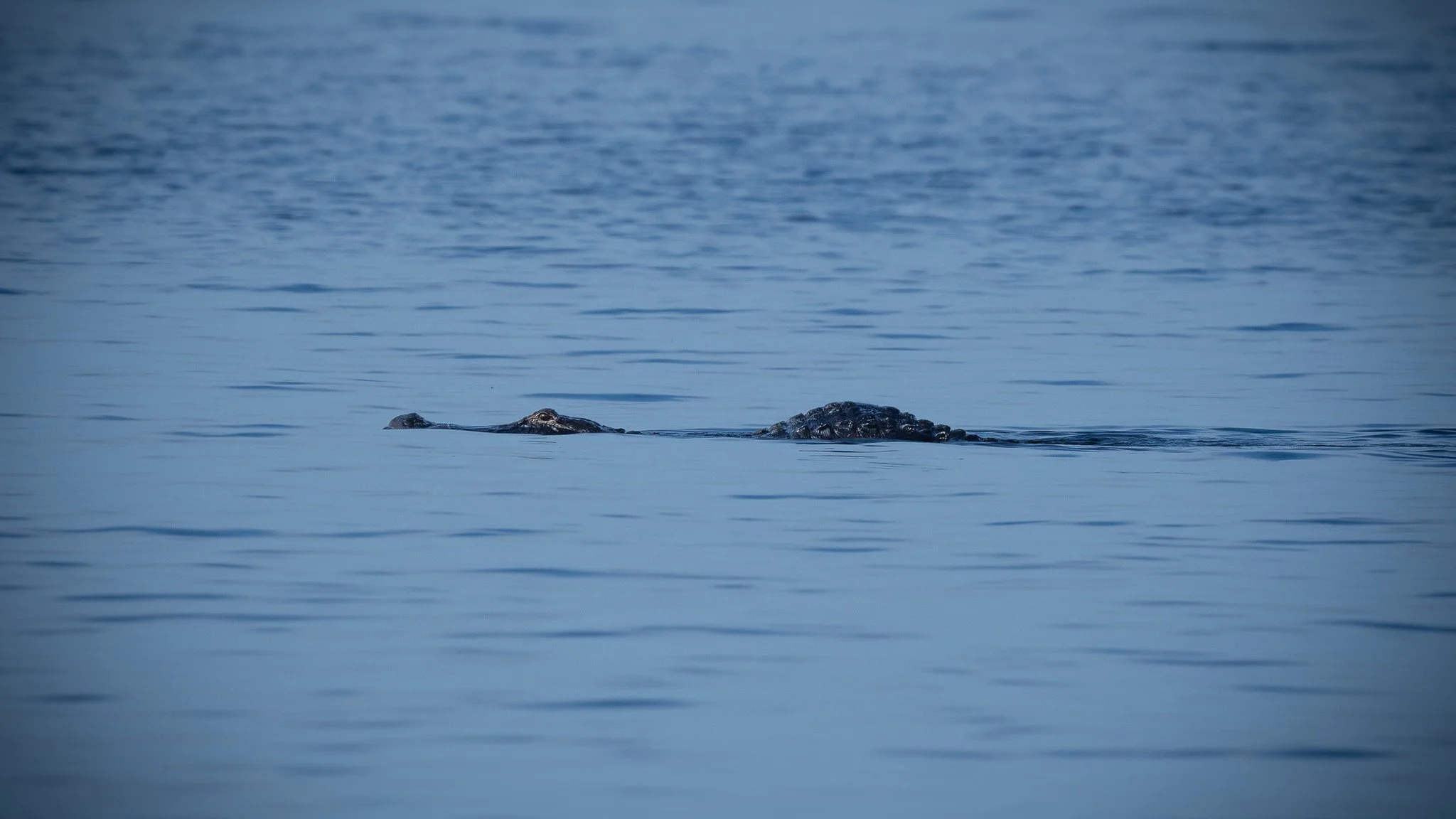 Alligator - St Johns River