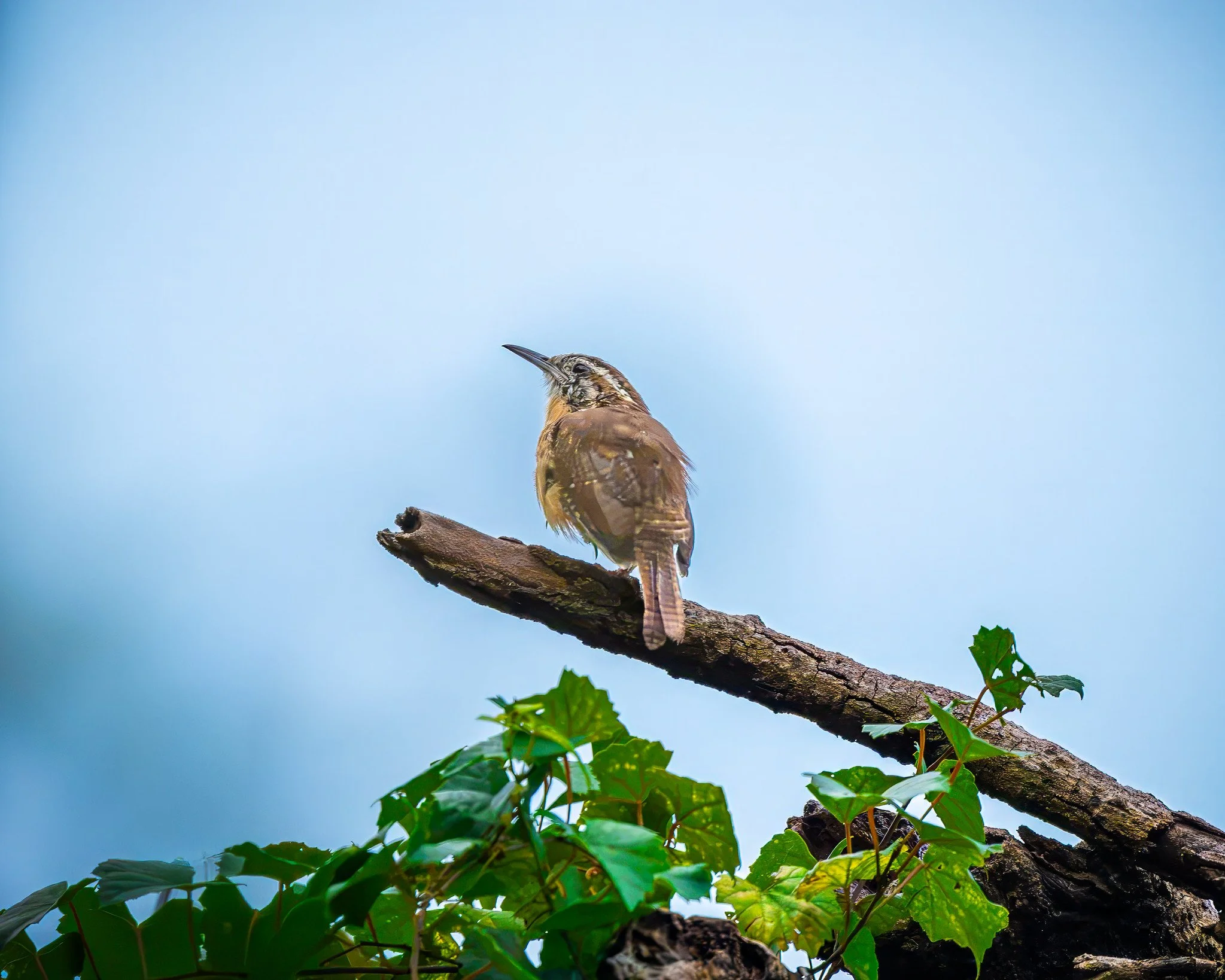 Carolina Wren