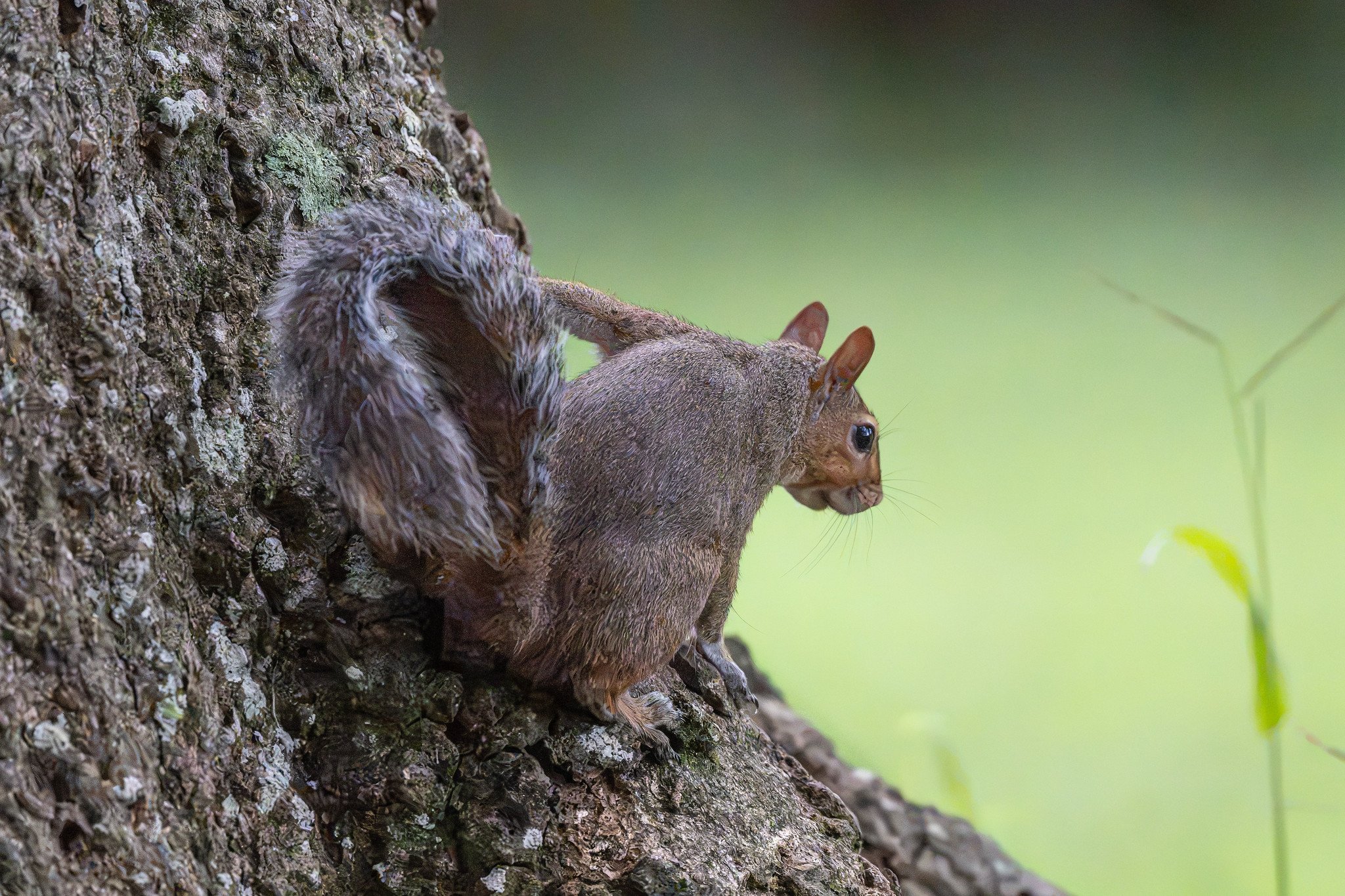Eastern Gray Squirrel