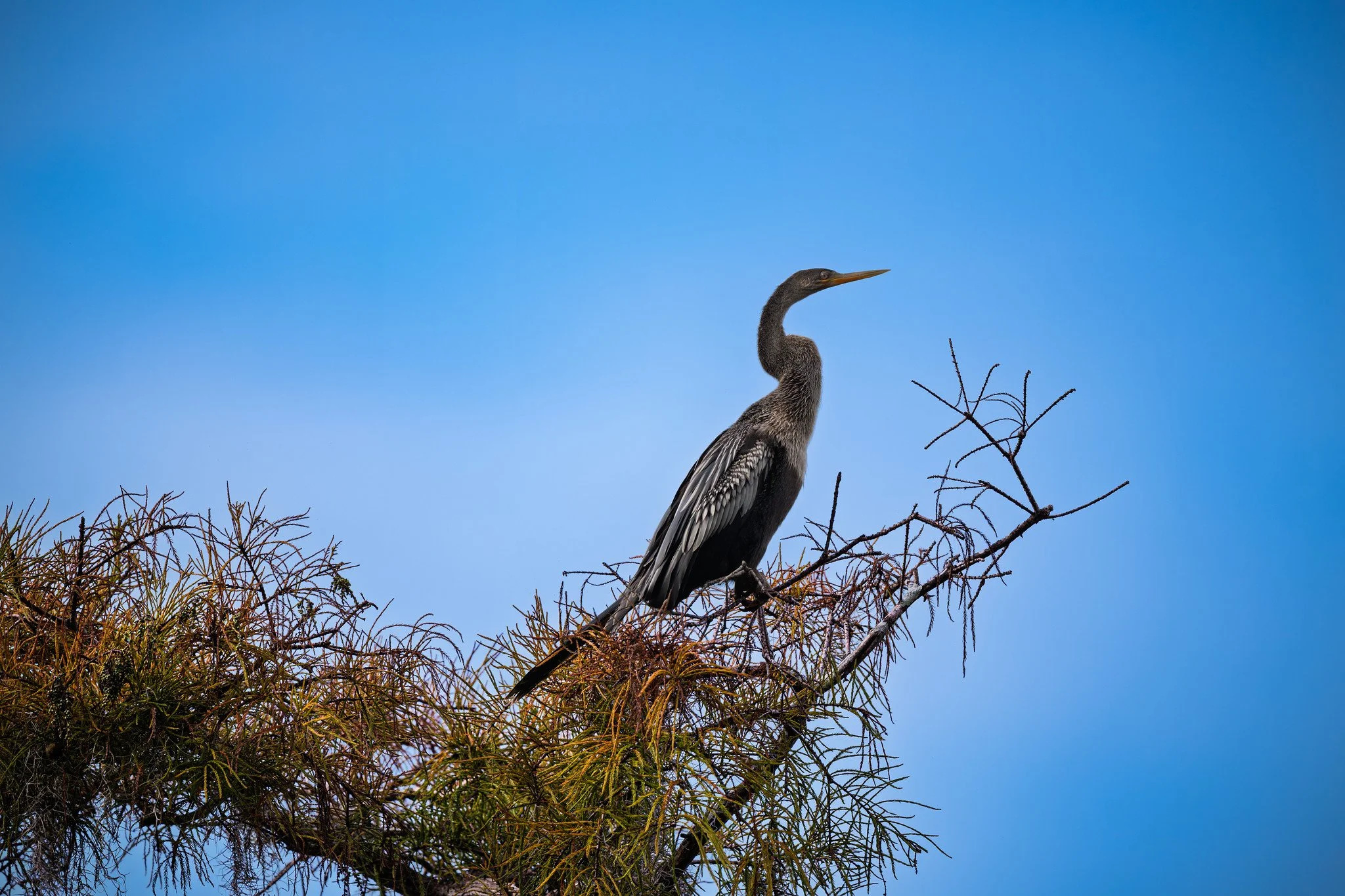 Anhinga