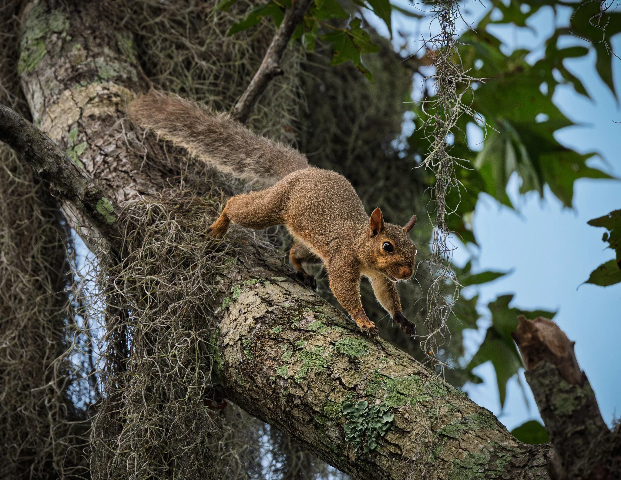 Eastern Gray Squirrel