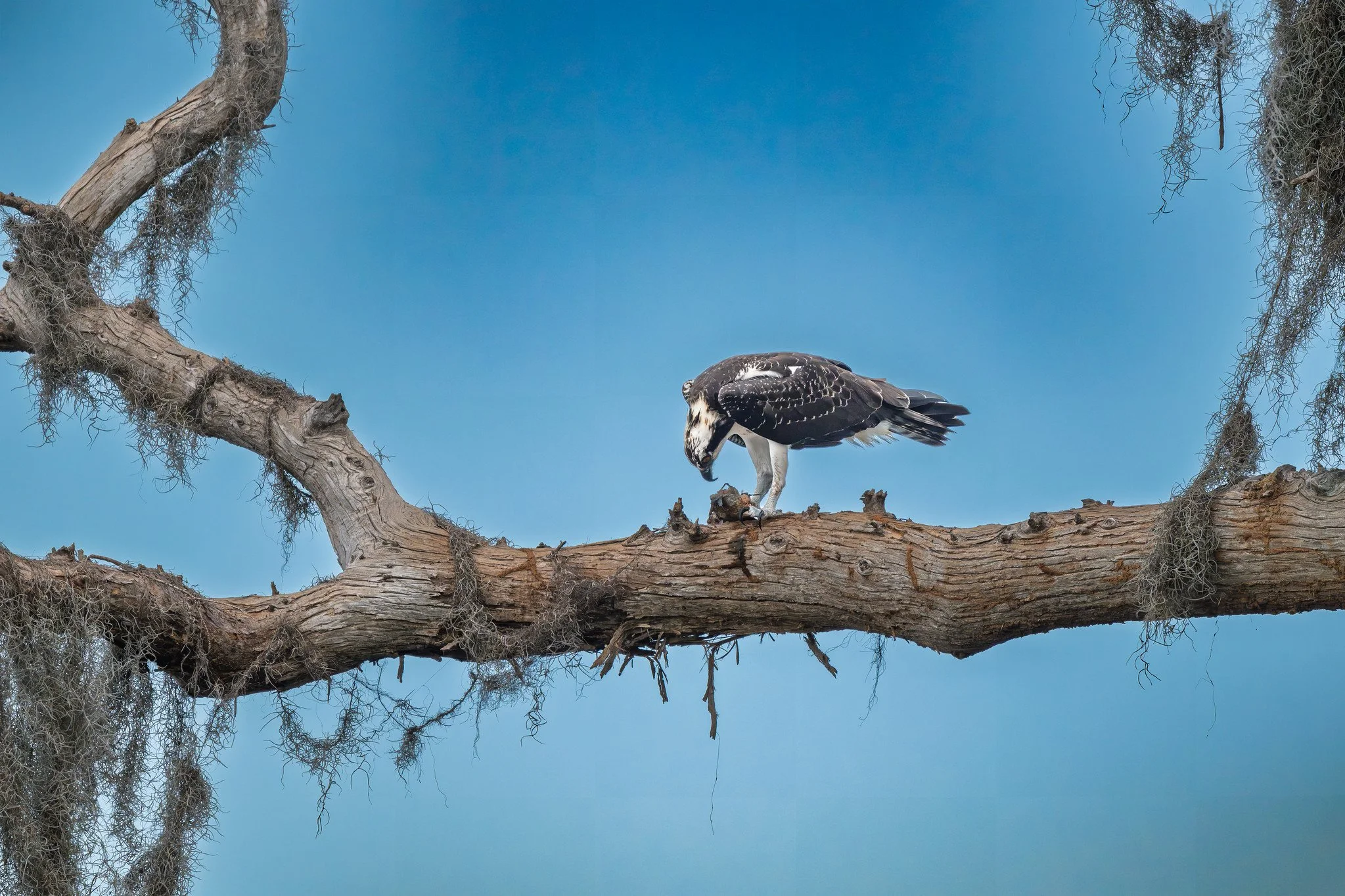 American Osprey