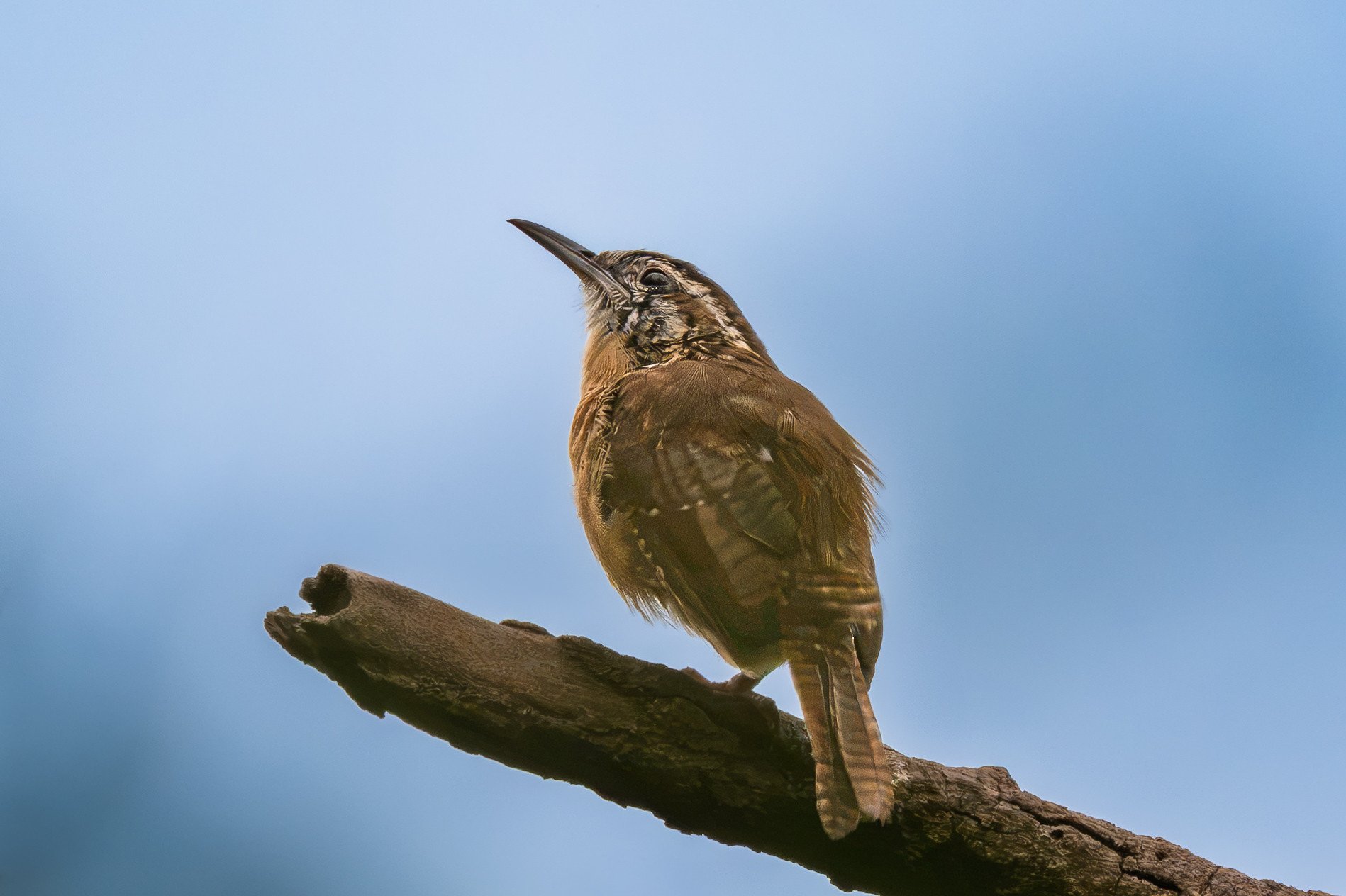Carolina Wren