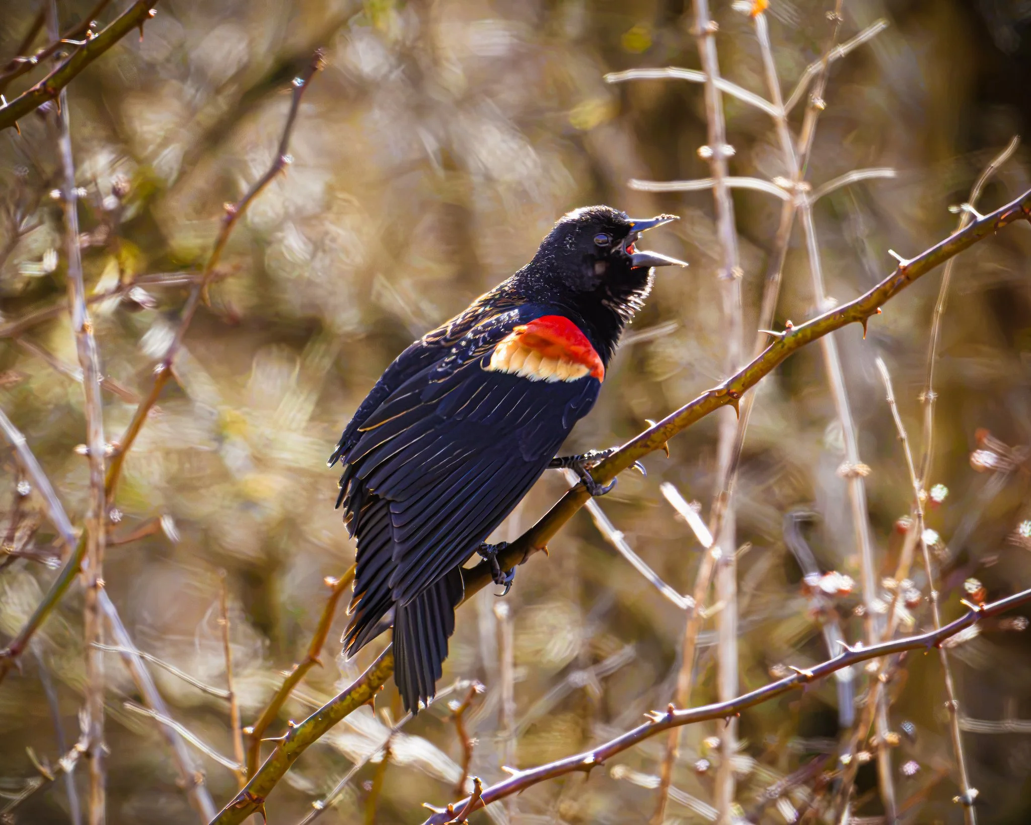 Red-Winged Blackbird