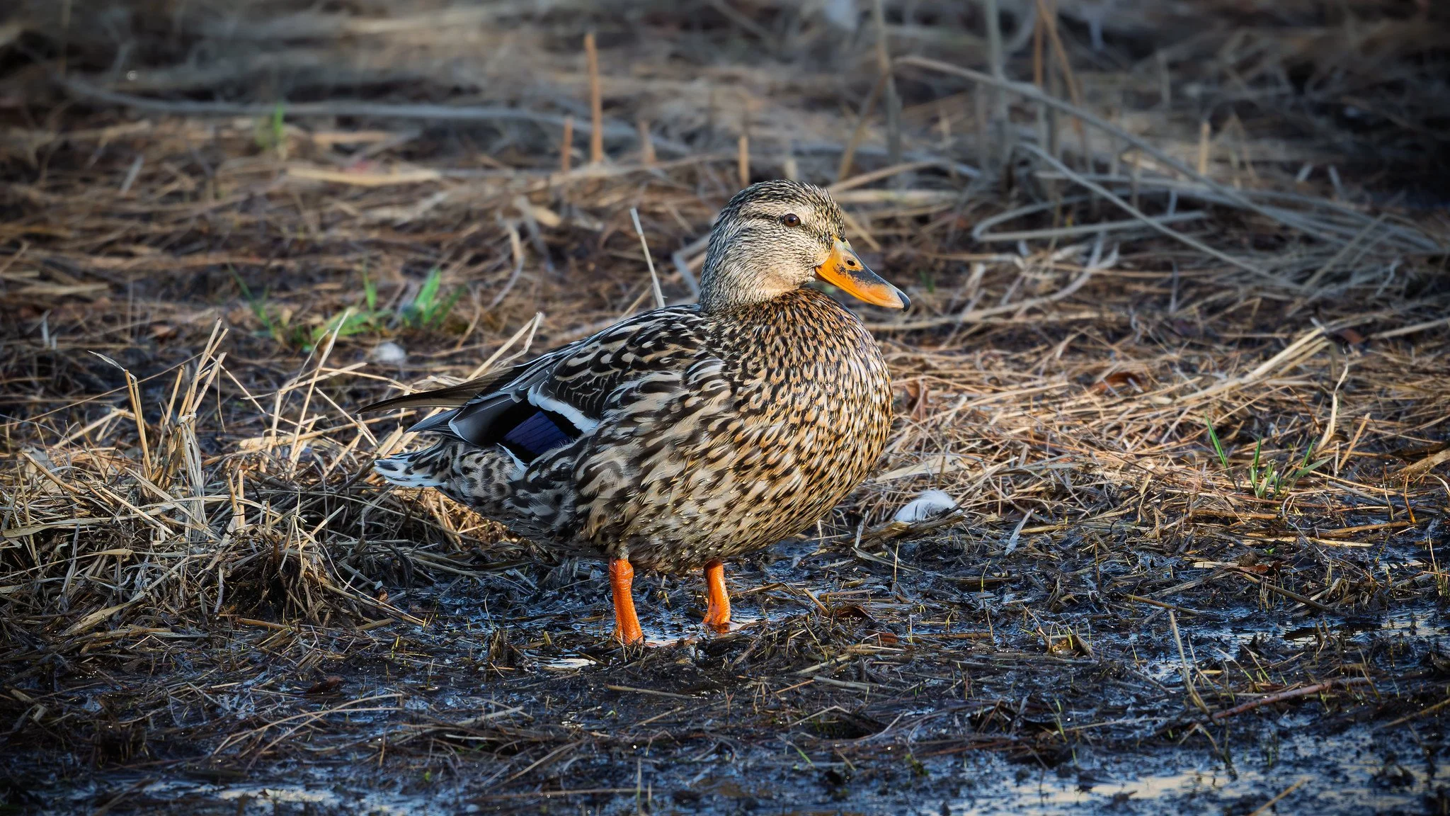 Mallard Duck