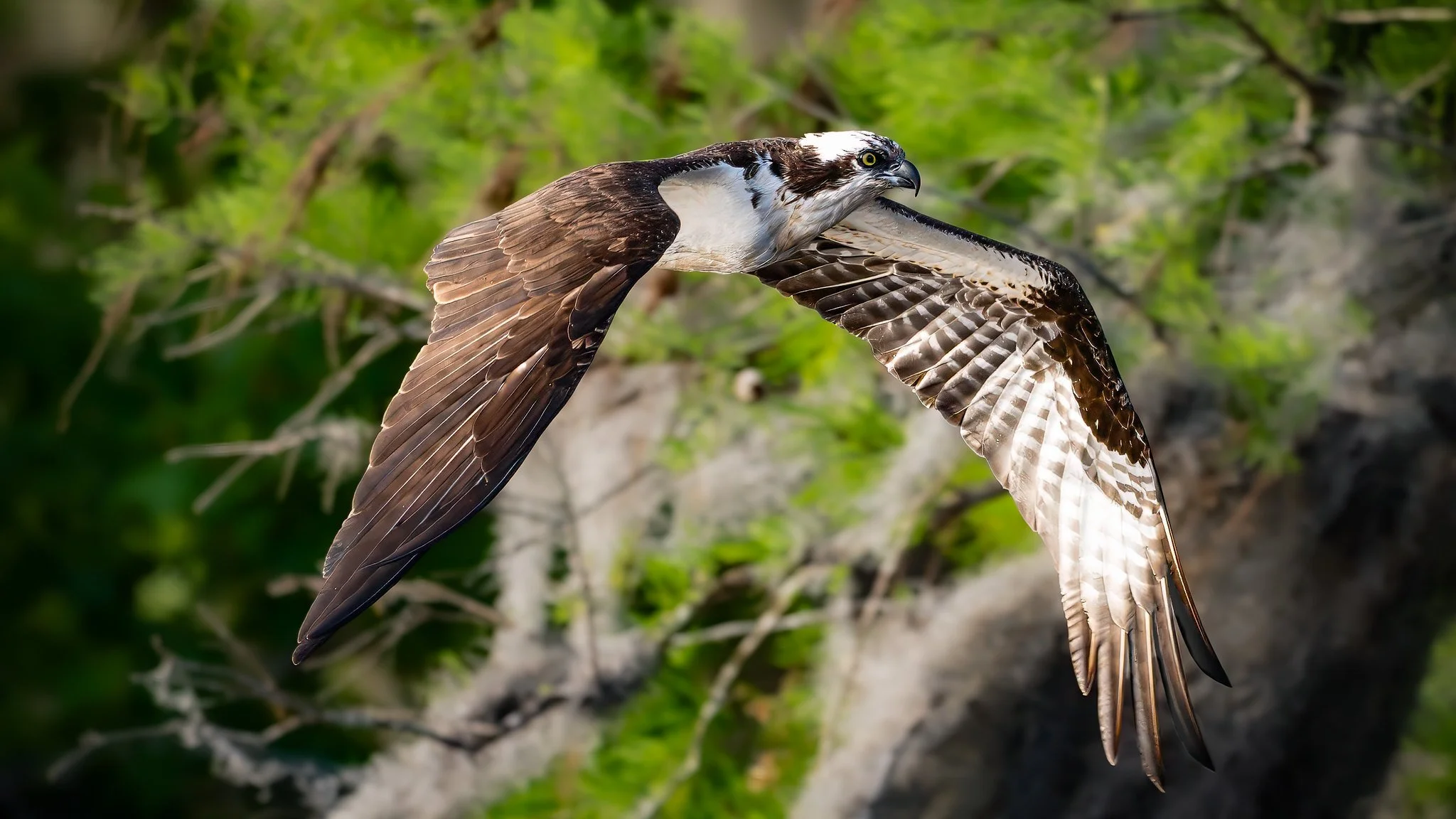 American Osprey