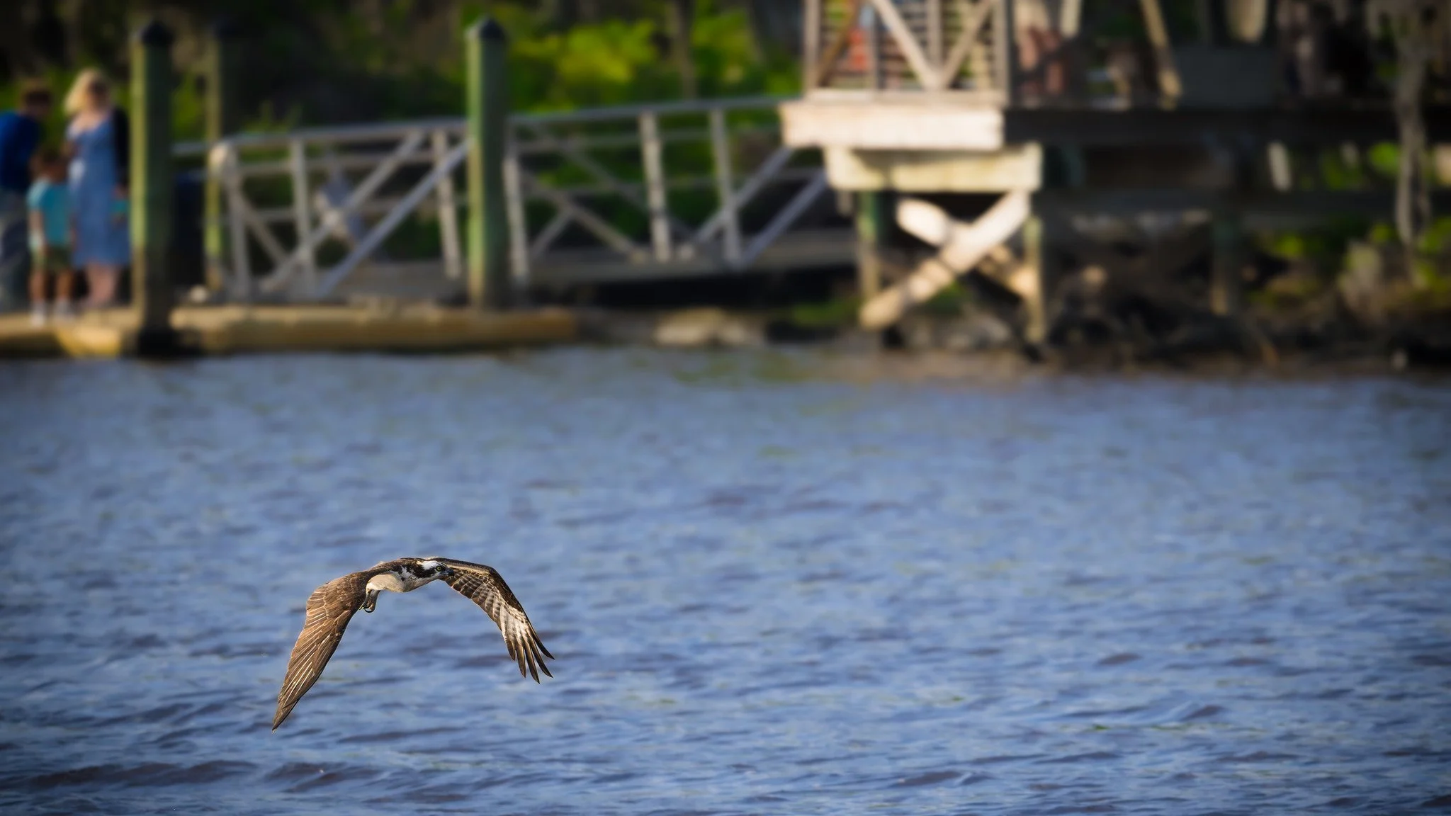 American Osprey