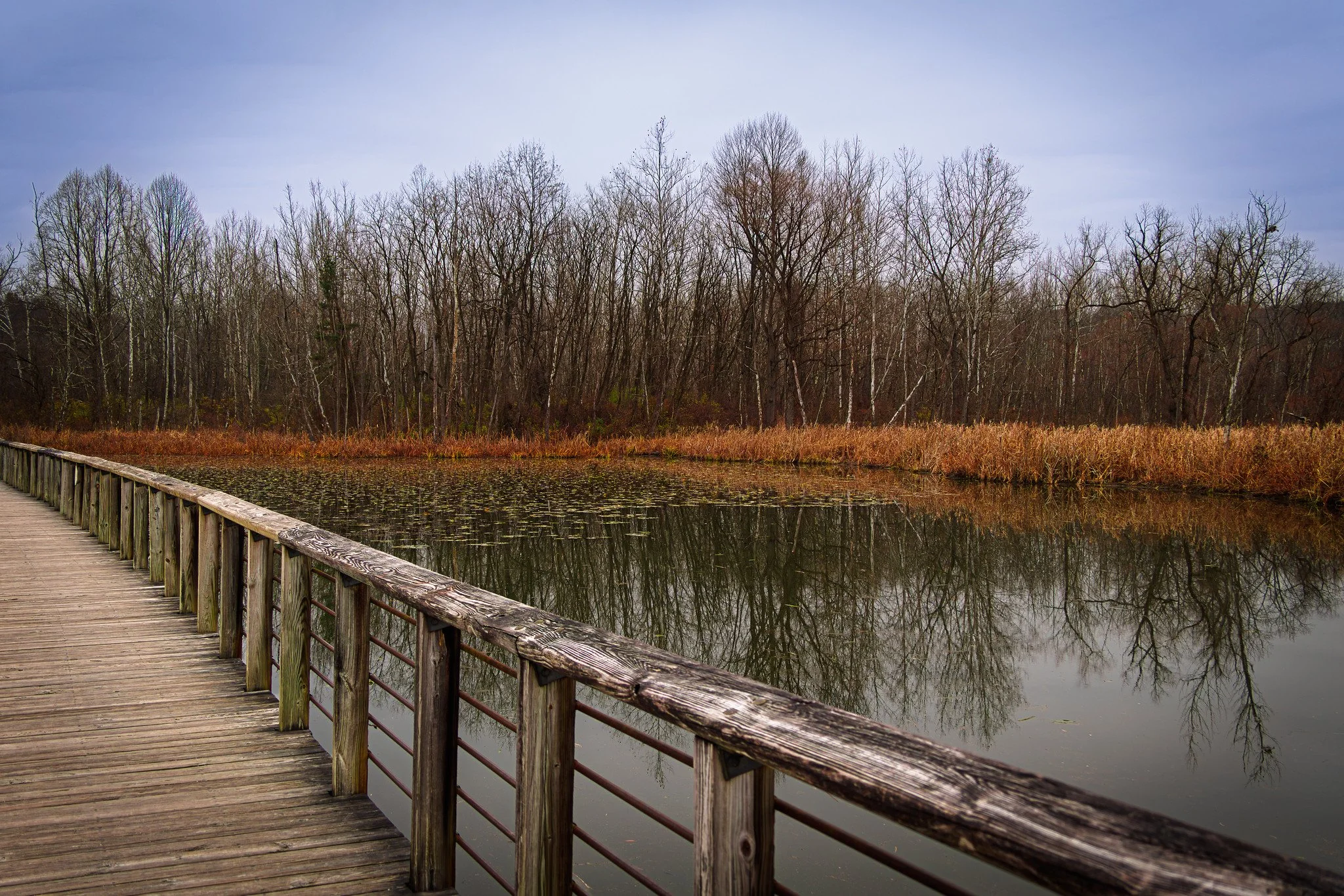 Beaver Marsh