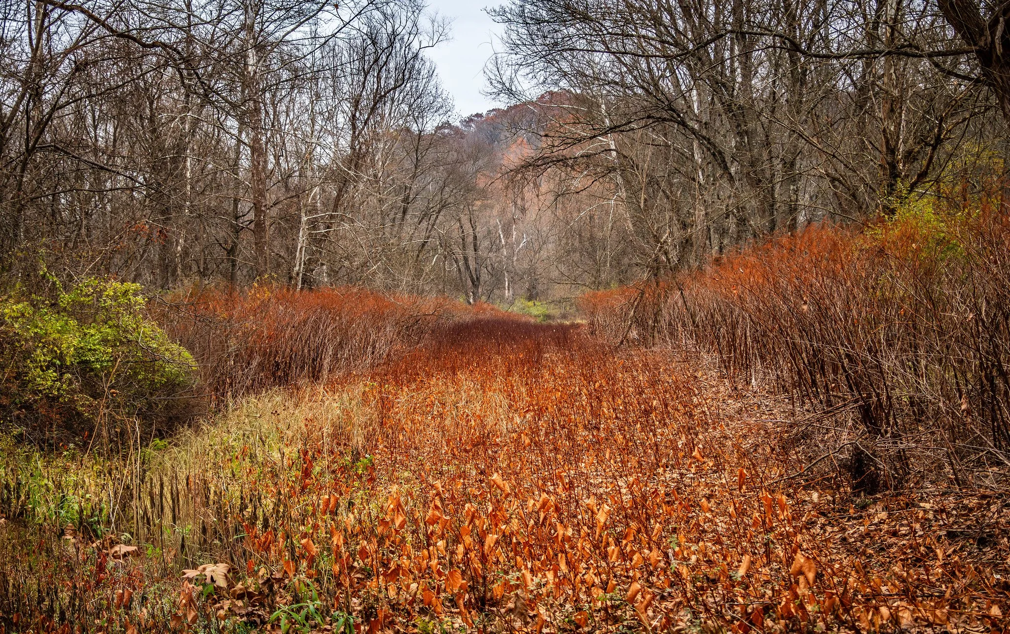 Towpath Trail