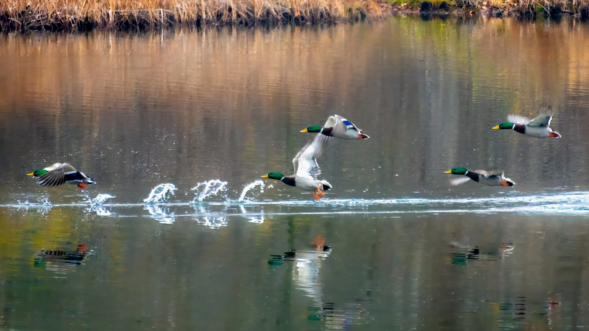 Mallard Duck