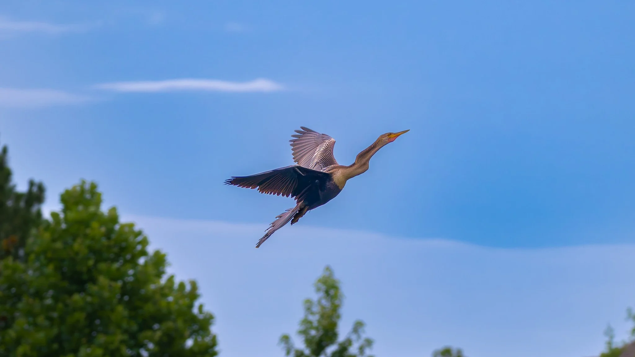 Anhinga