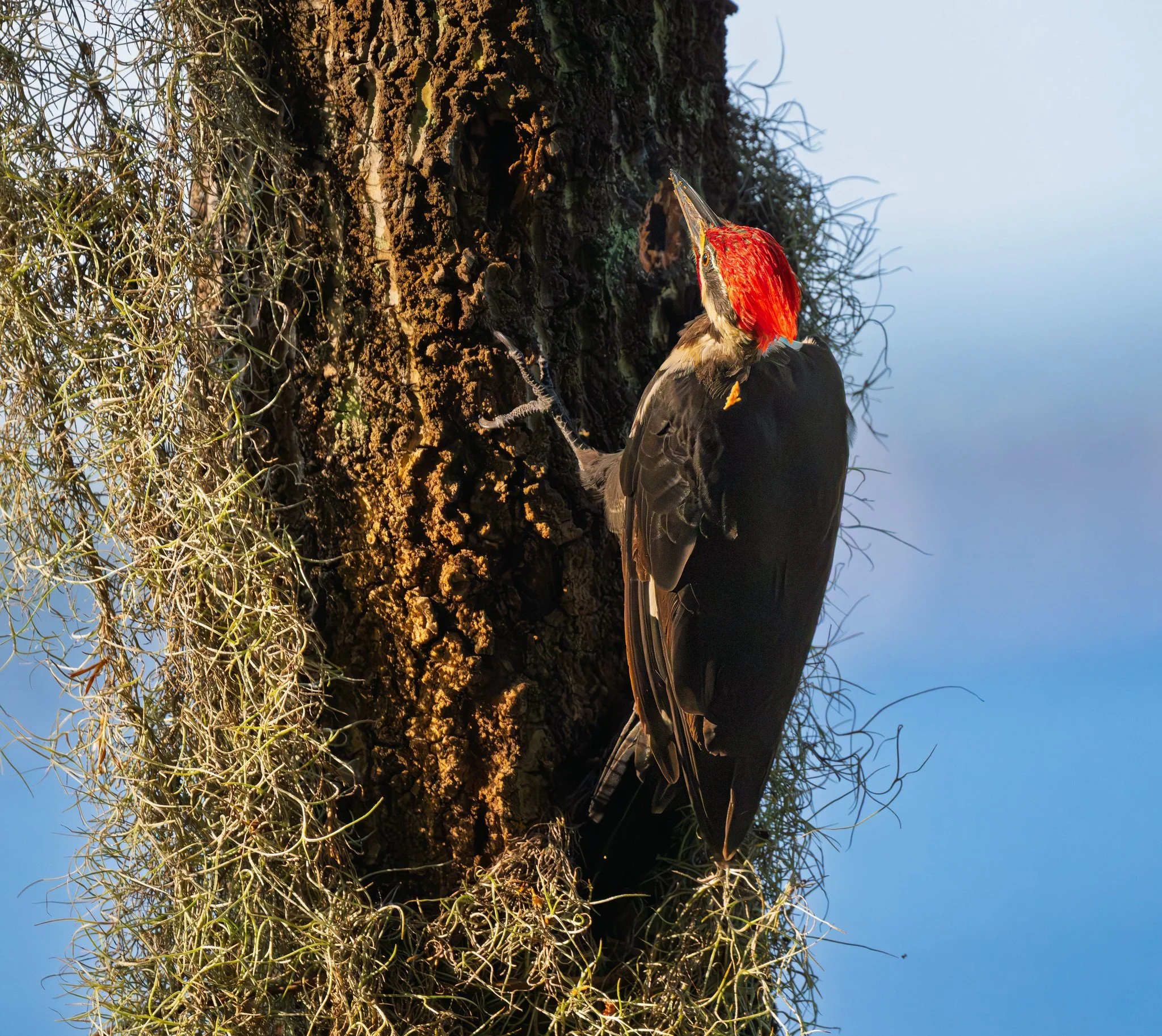 Pileated Woodpecker