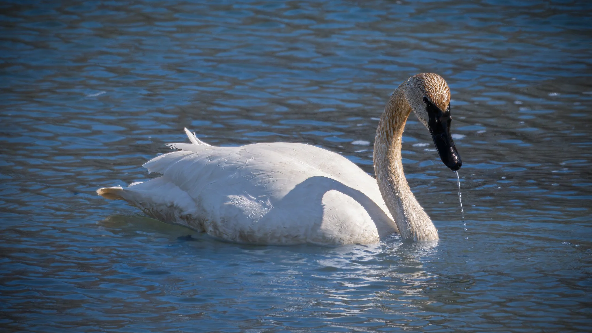 Trumpeter Swan