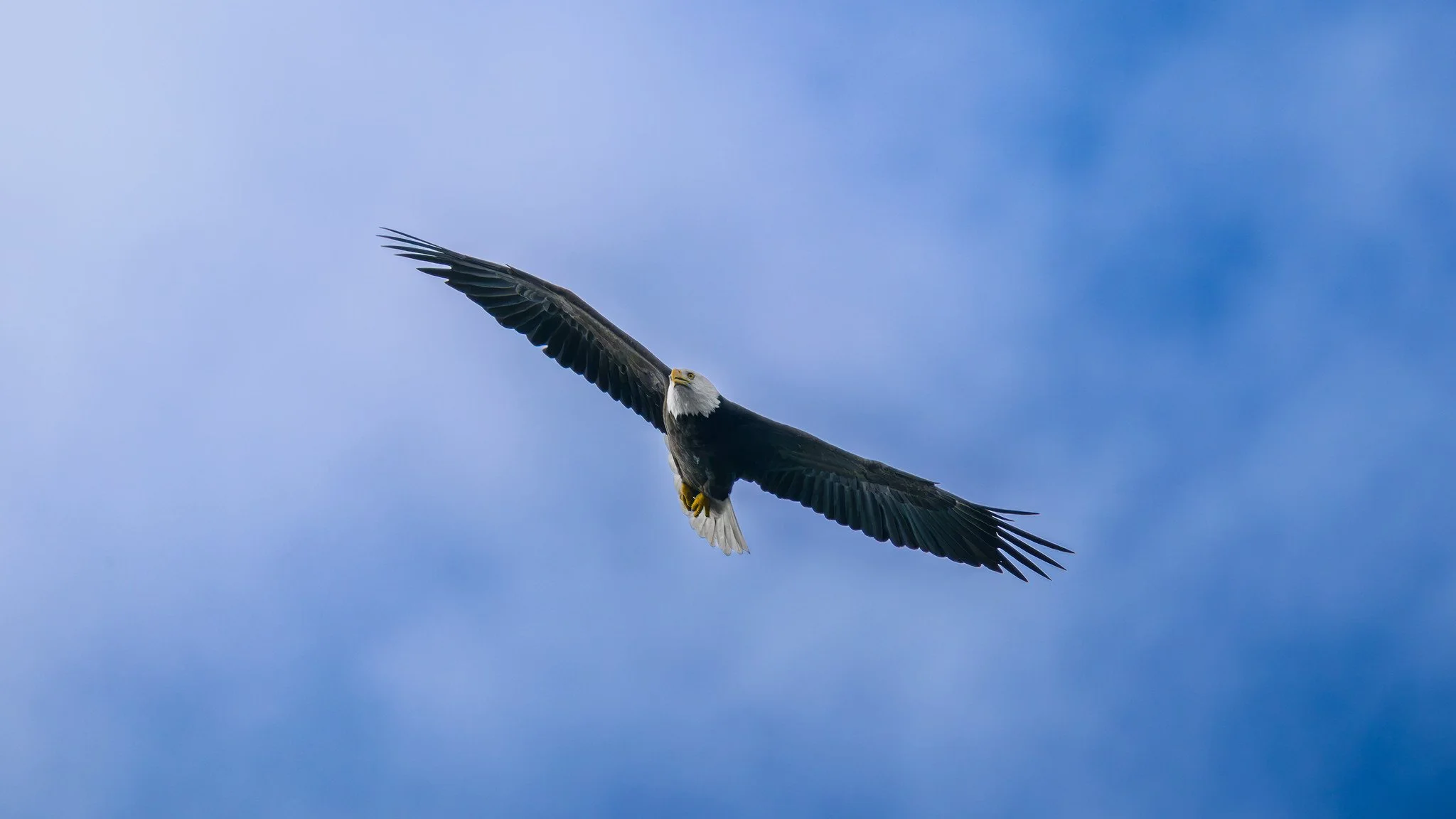 Bald Eagle