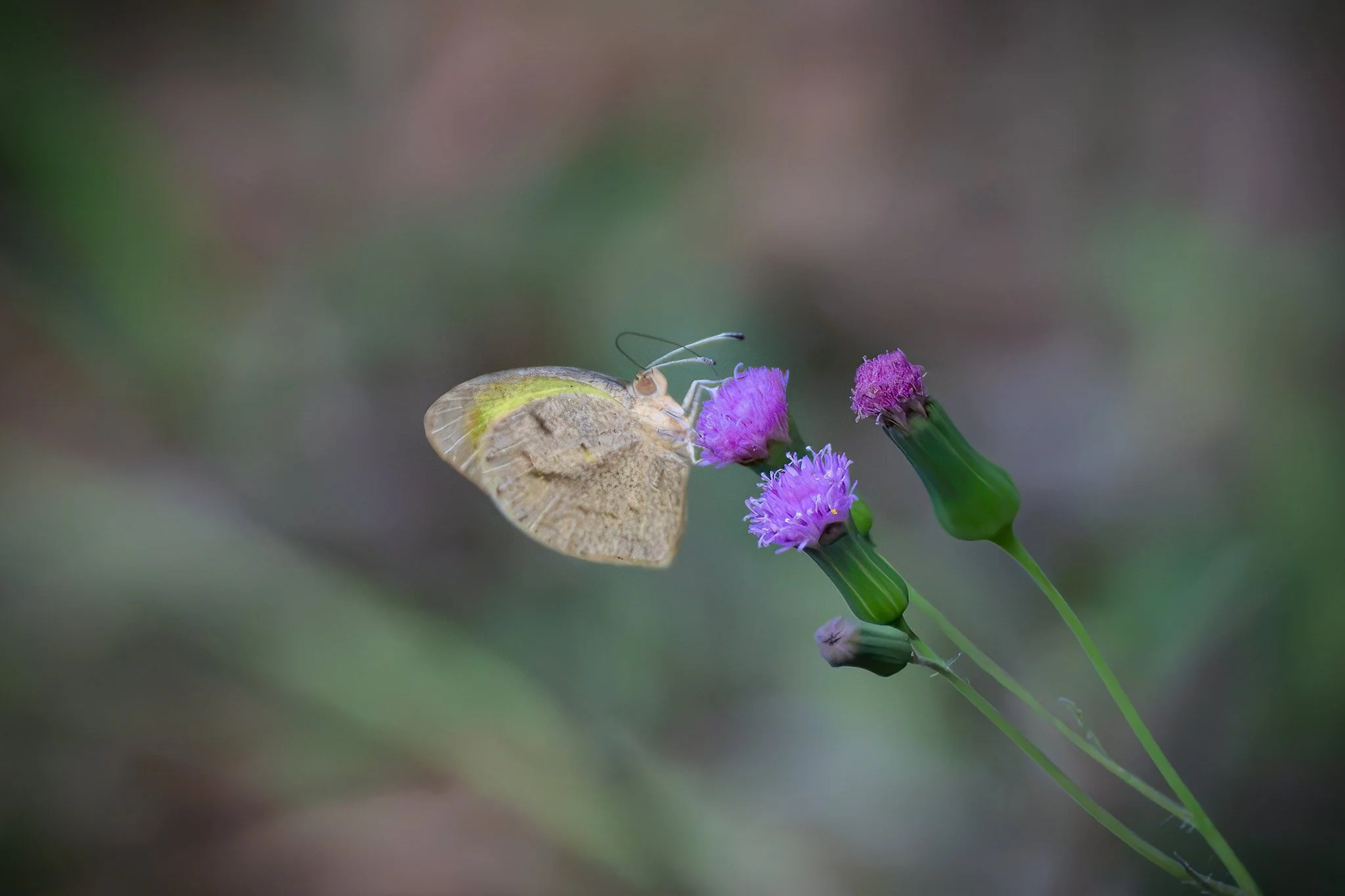 Barred Yellow