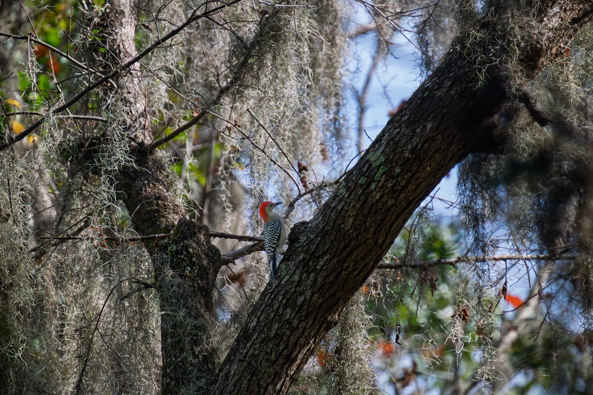 Red-Bellied Woodpecker