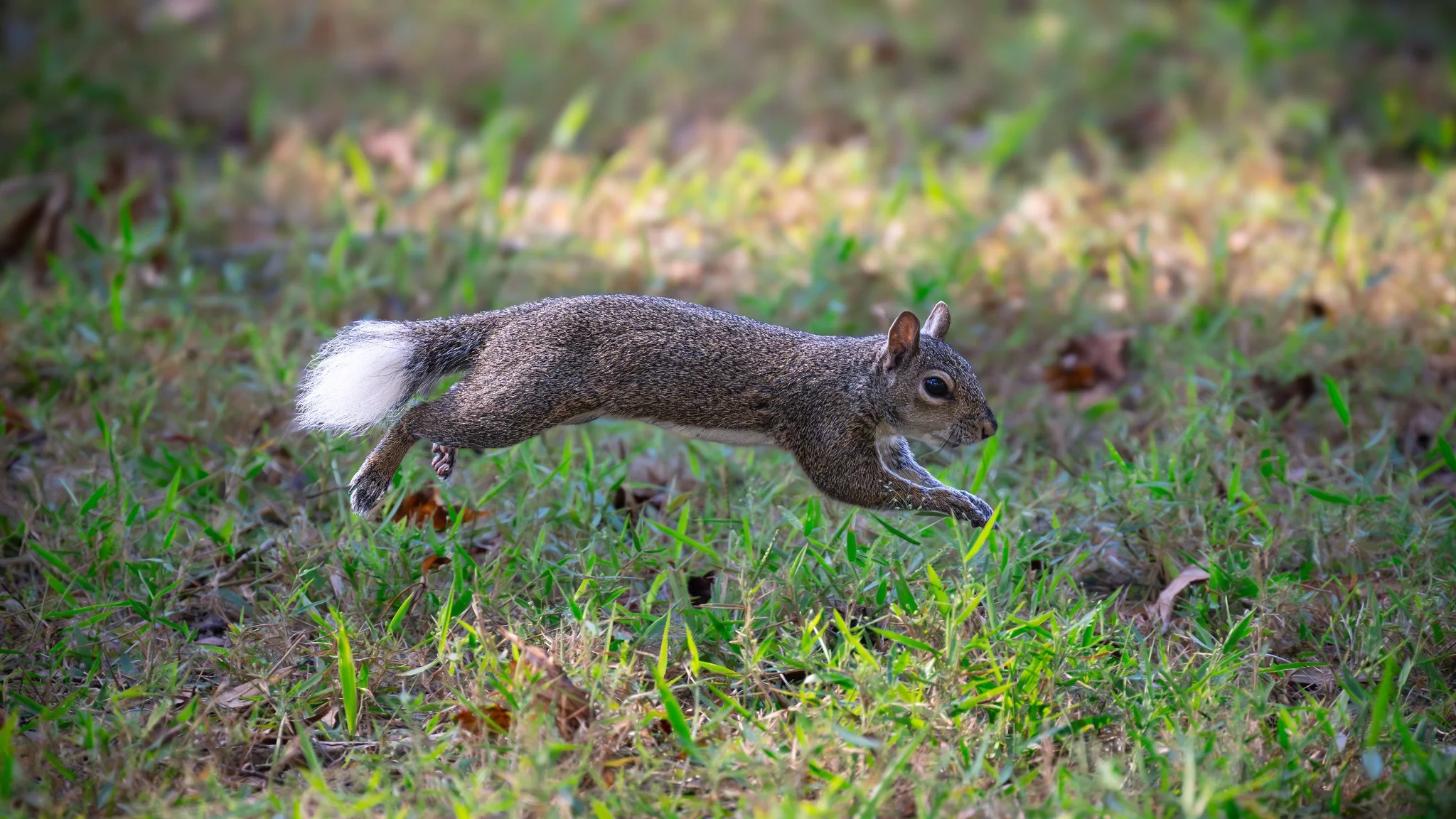 Eastern Gray Squirrel