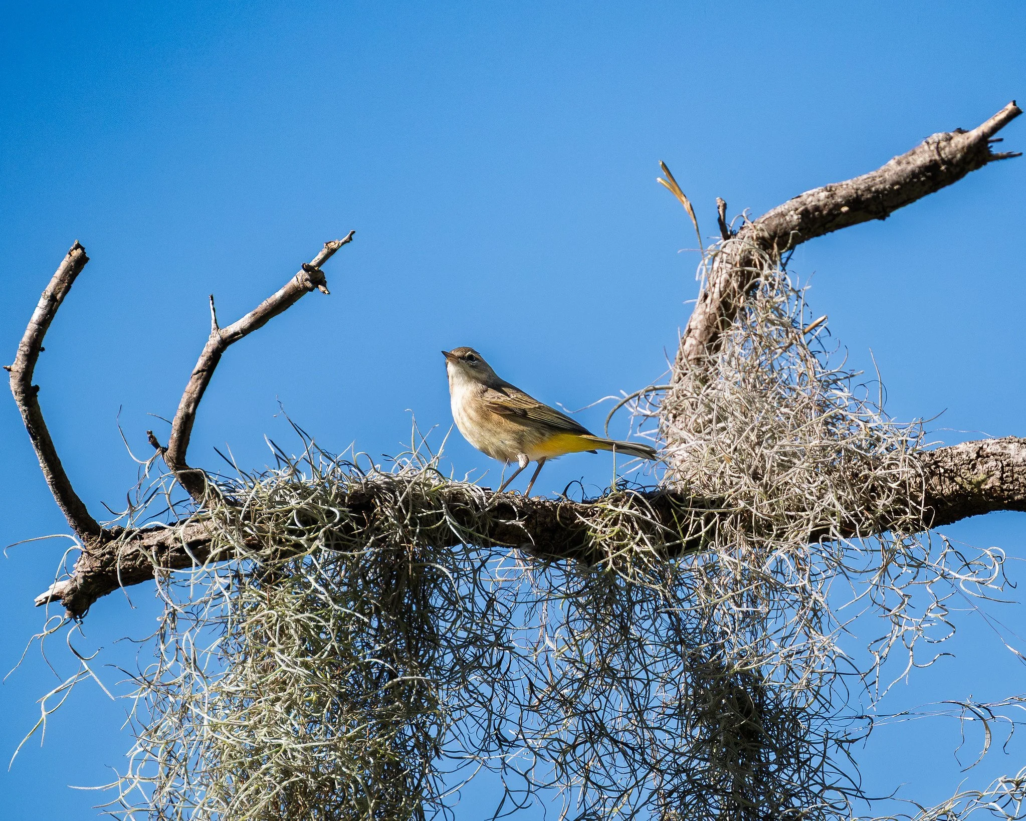 Palm Warbler