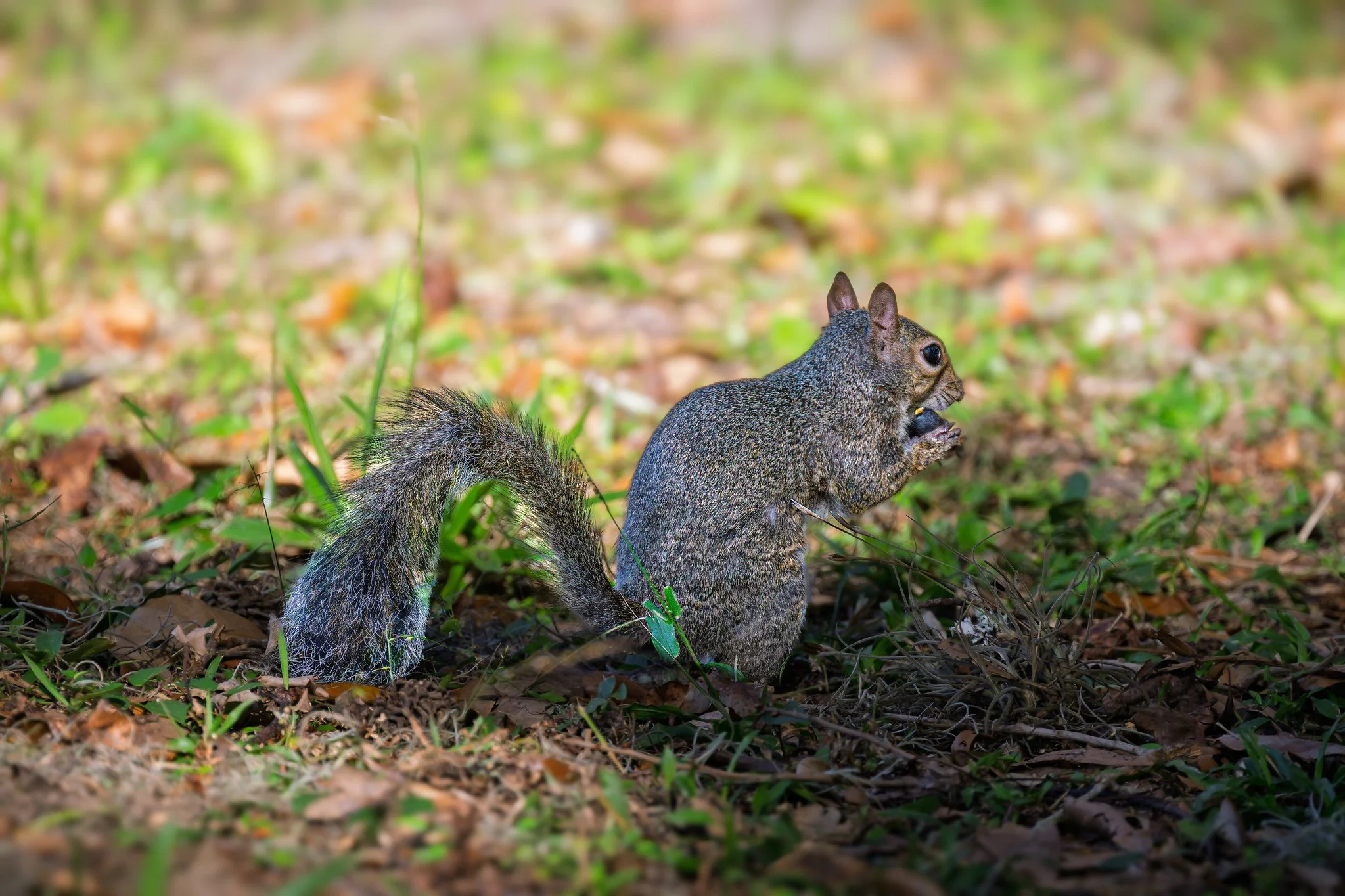 Eastern Gray Squirrel