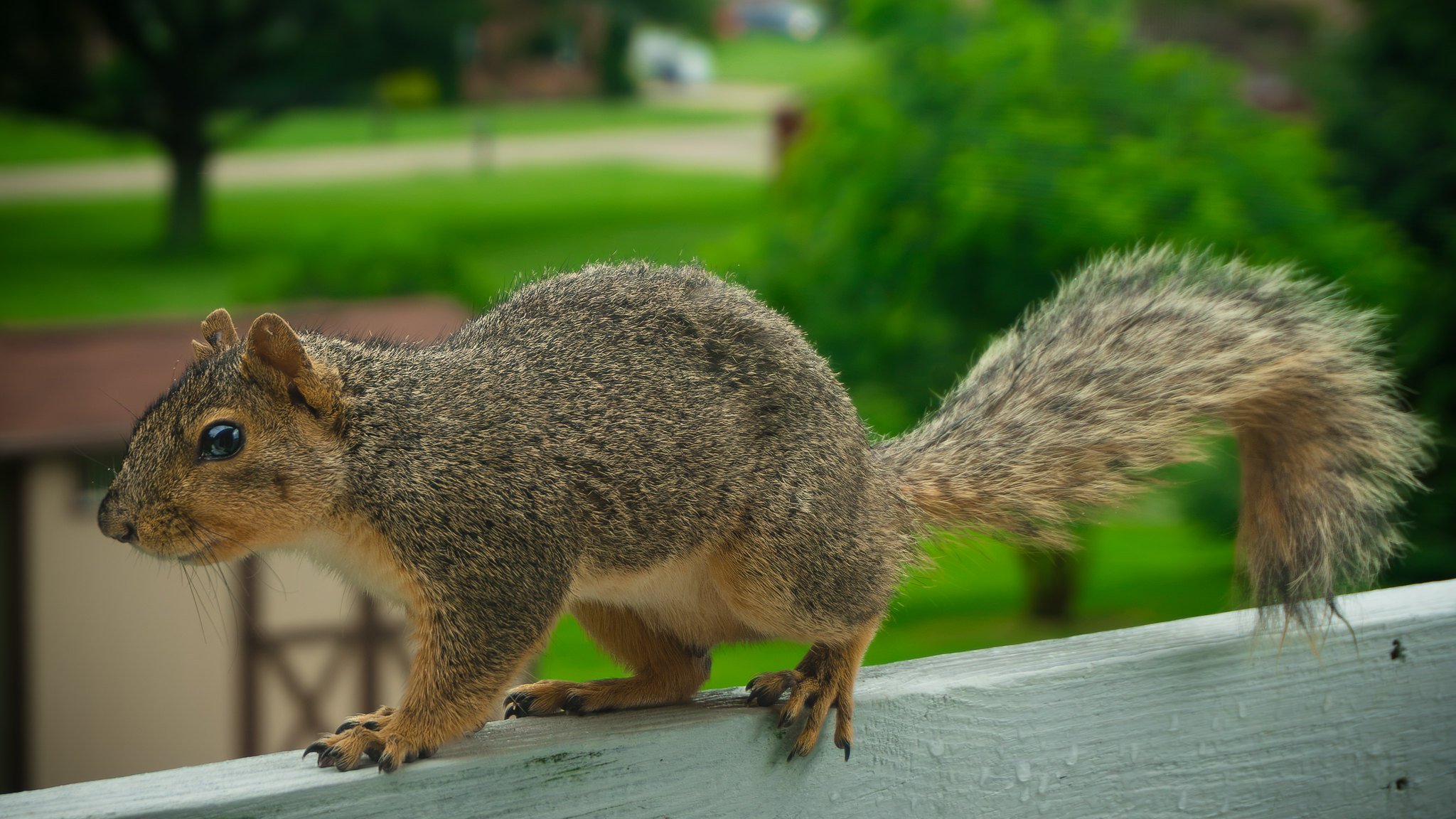 Fox Squirrel