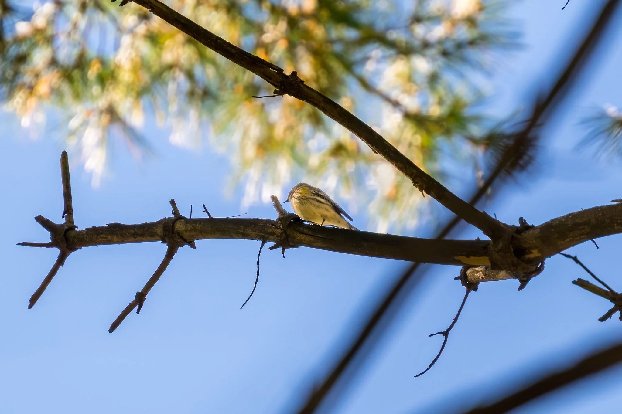 Yellow-rumped Warbler