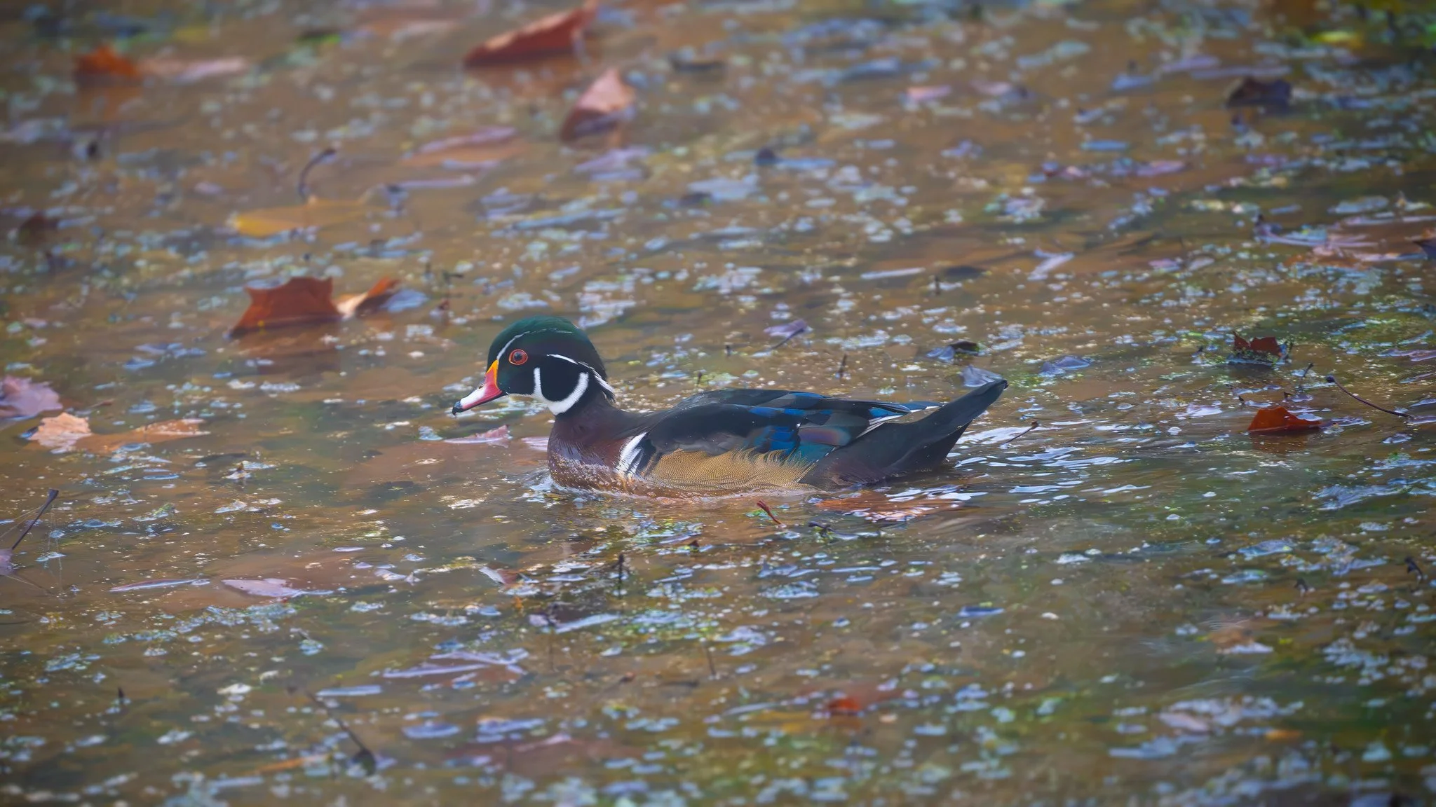 Wood Duck