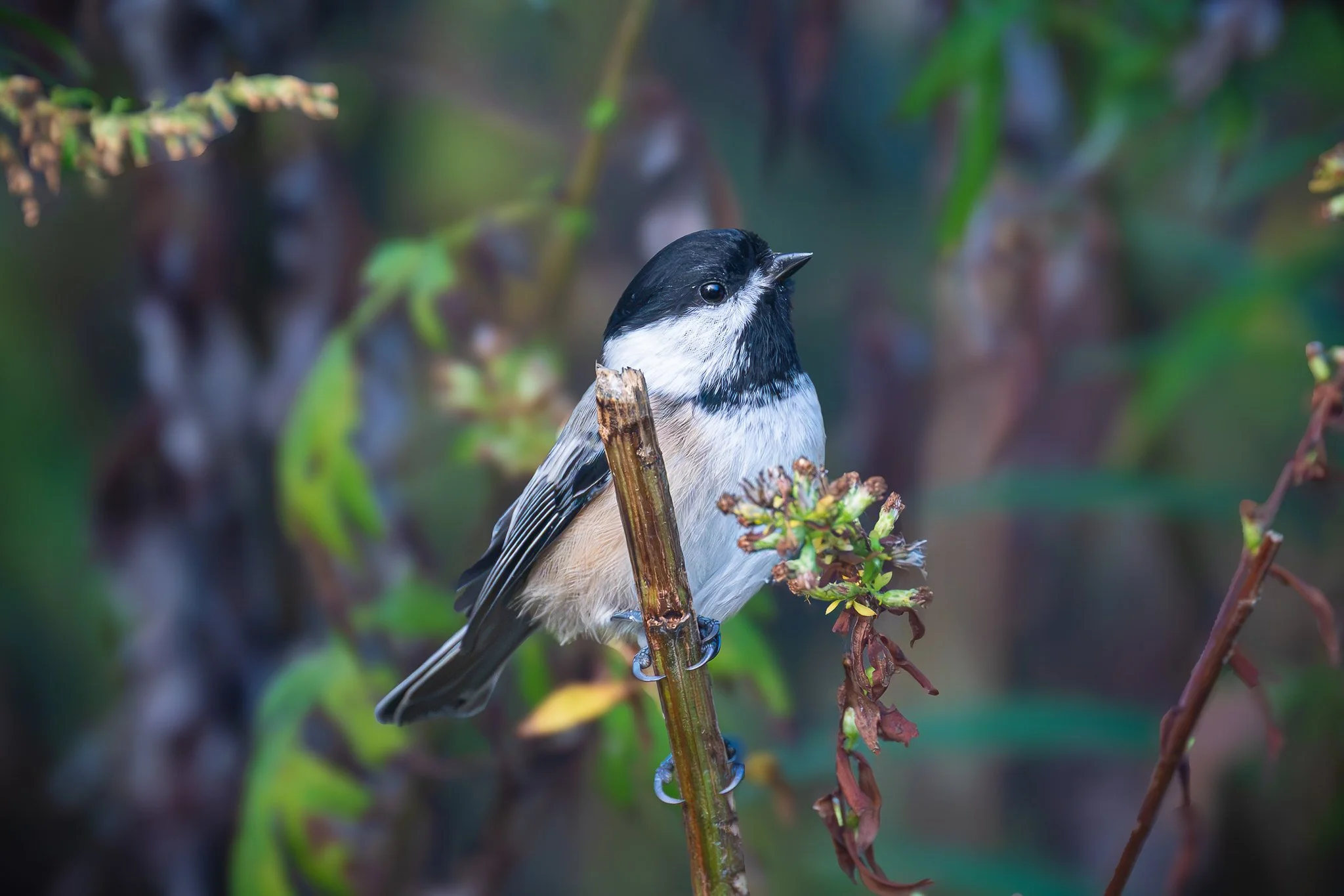 Black capped Chickadee