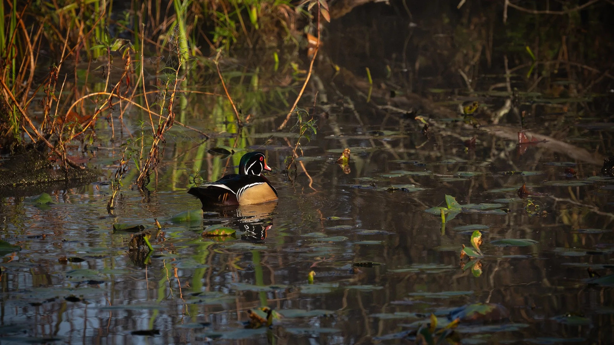Wood Duck